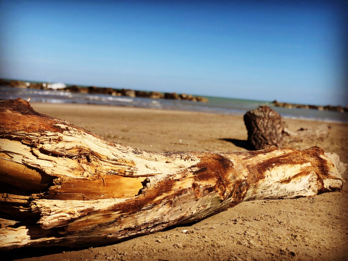 A weathered piece of driftwood is prominently displayed on a sandy beach. It is positioned in the foreground with the calm sea and a clear blue sky in the background. Soft waves can be seen lapping at the shore, while distant rocks create a natural barrier.