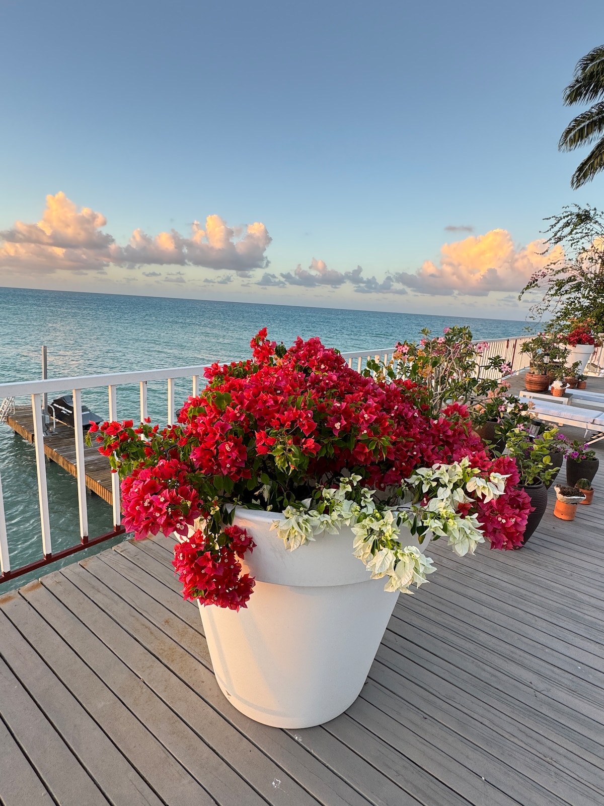 A large white planter filled with vibrant red bougainvillea and white blooms is positioned on a wooden deck. The tranquil ocean stretches in the background, under a sky filled with soft clouds. The scene is enhanced by gentle waves lapping at the shoreline.