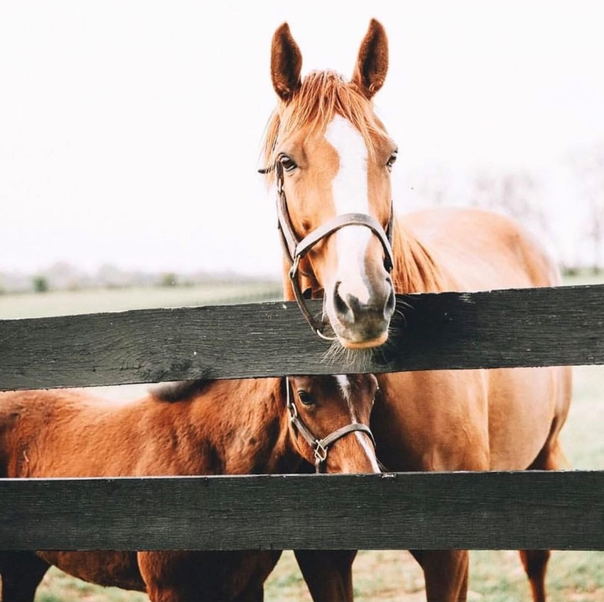 Two horses are shown in a grassy field, with one horse in the foreground looking directly at the camera, adorned with a bridle. A smaller horse stands partially behind, creating a serene and inviting atmosphere typical of equine settings.