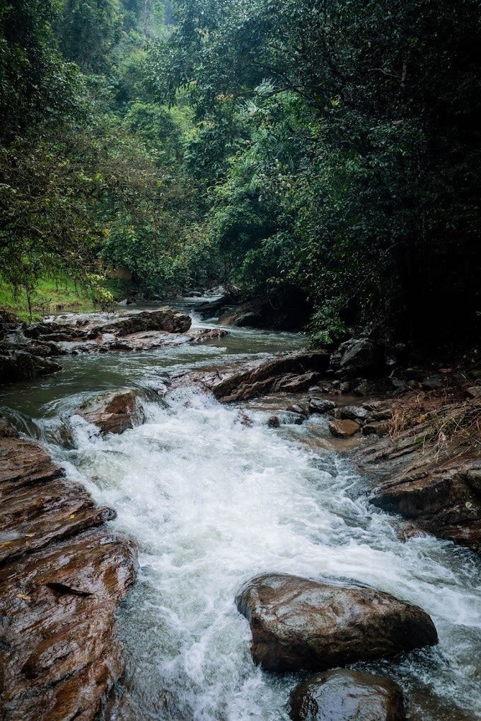 A flowing river is surrounded by lush greenery and large rocks, creating a natural landscape. The water cascades over the stones, producing a gentle sound as it moves through the serene forest setting, inviting exploration of the vibrant ecosystem.