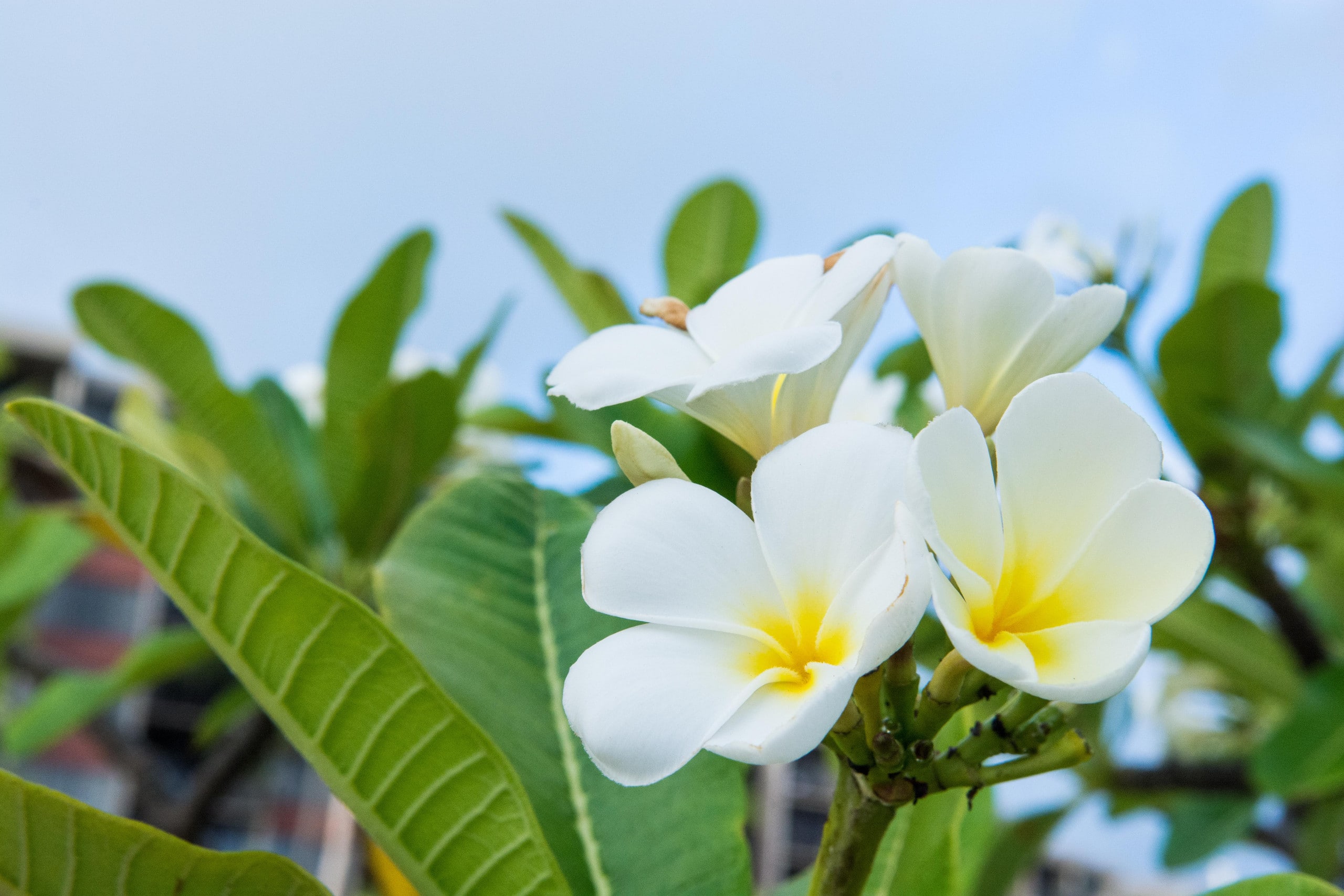 Condo in Lahaina · ★4.71 · 2 bedrooms · 3 beds · 2 baths - Image 10
