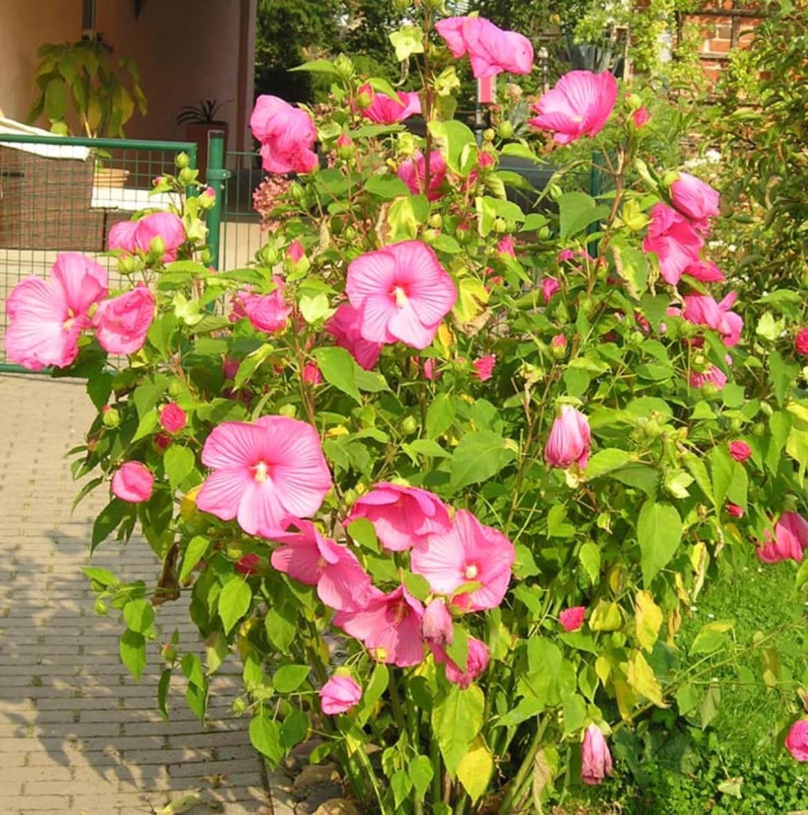 A lush flowering bush displays vibrant pink blooms amidst green leaves. The garden path lined with pavers provides a backdrop for the colorful foliage, suggesting ample outdoor space for relaxation. The area appears well-maintained and inviting, surrounded by a gentle landscape.