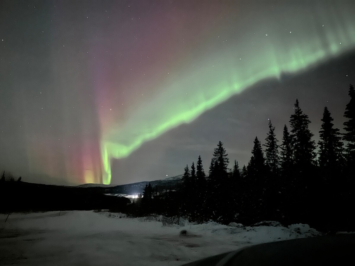 The northern lights create a vibrant display of green and purple hues across the night sky. Silhouettes of evergreen trees line the foreground, while a serene landscape is illuminated faintly in the distance.