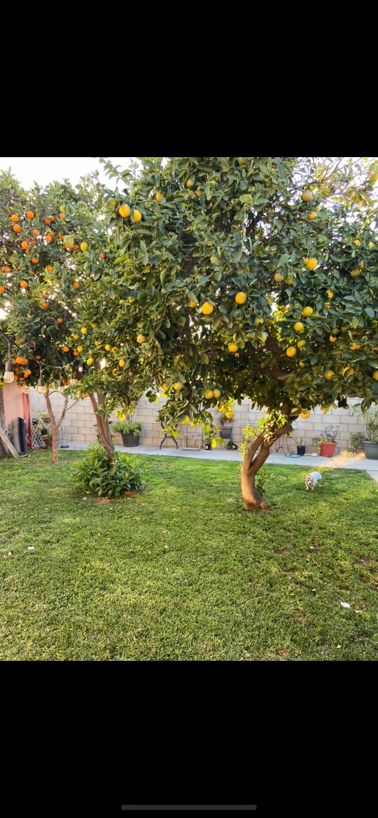 Two lush citrus trees are visible in a well-maintained grassy area. The trees are laden with ripe fruits, while a small patch of greenery is located at the base. In the background, a patio area can be seen with lightly blurred planters.