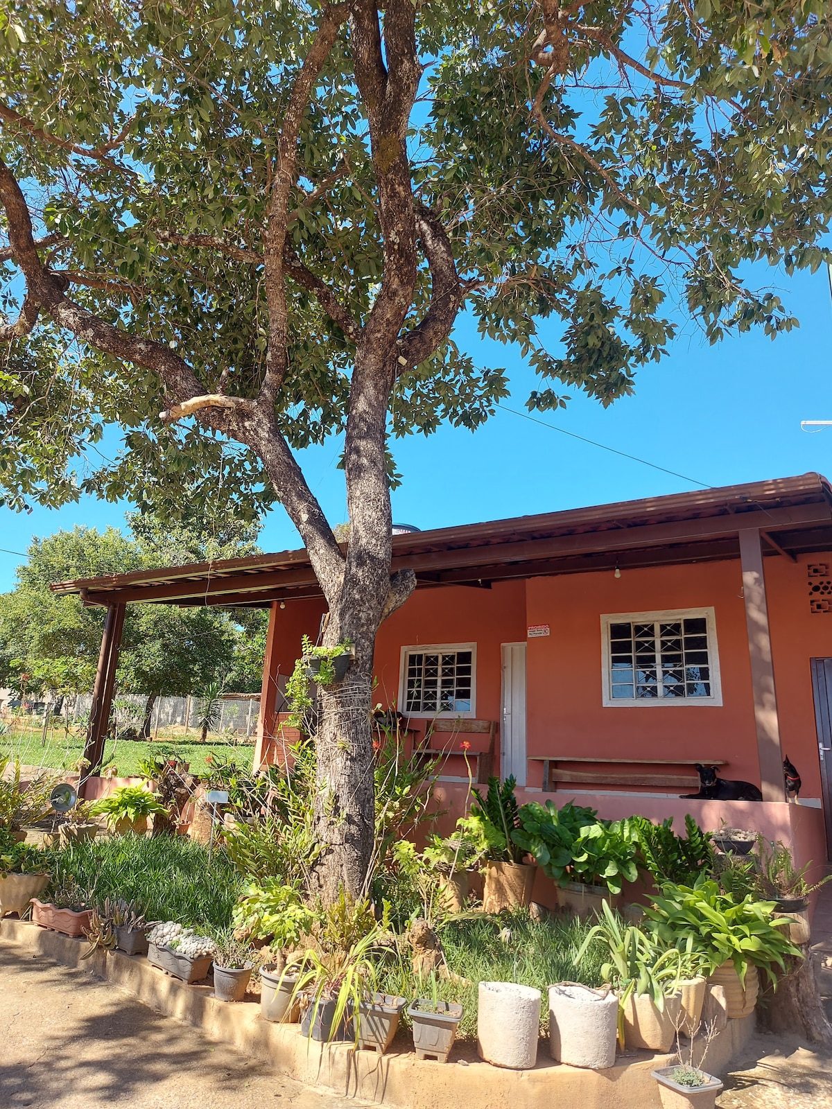 A charming home is framed by a large tree, providing shade to the welcoming porch. Potted plants and greenery line the front, while the house features a warm, soft-colored exterior, with multiple windows allowing natural light to enter.