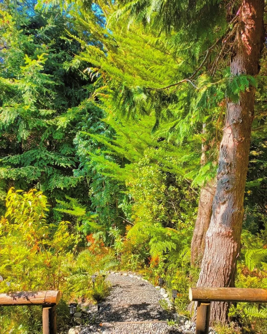 A natural pathway meanders through lush green foliage, flanked by tall trees and vibrant undergrowth. Sunlight filters through the leaves, creating a serene atmosphere. The ground is covered with small stones, leading deeper into the tranquil surroundings.