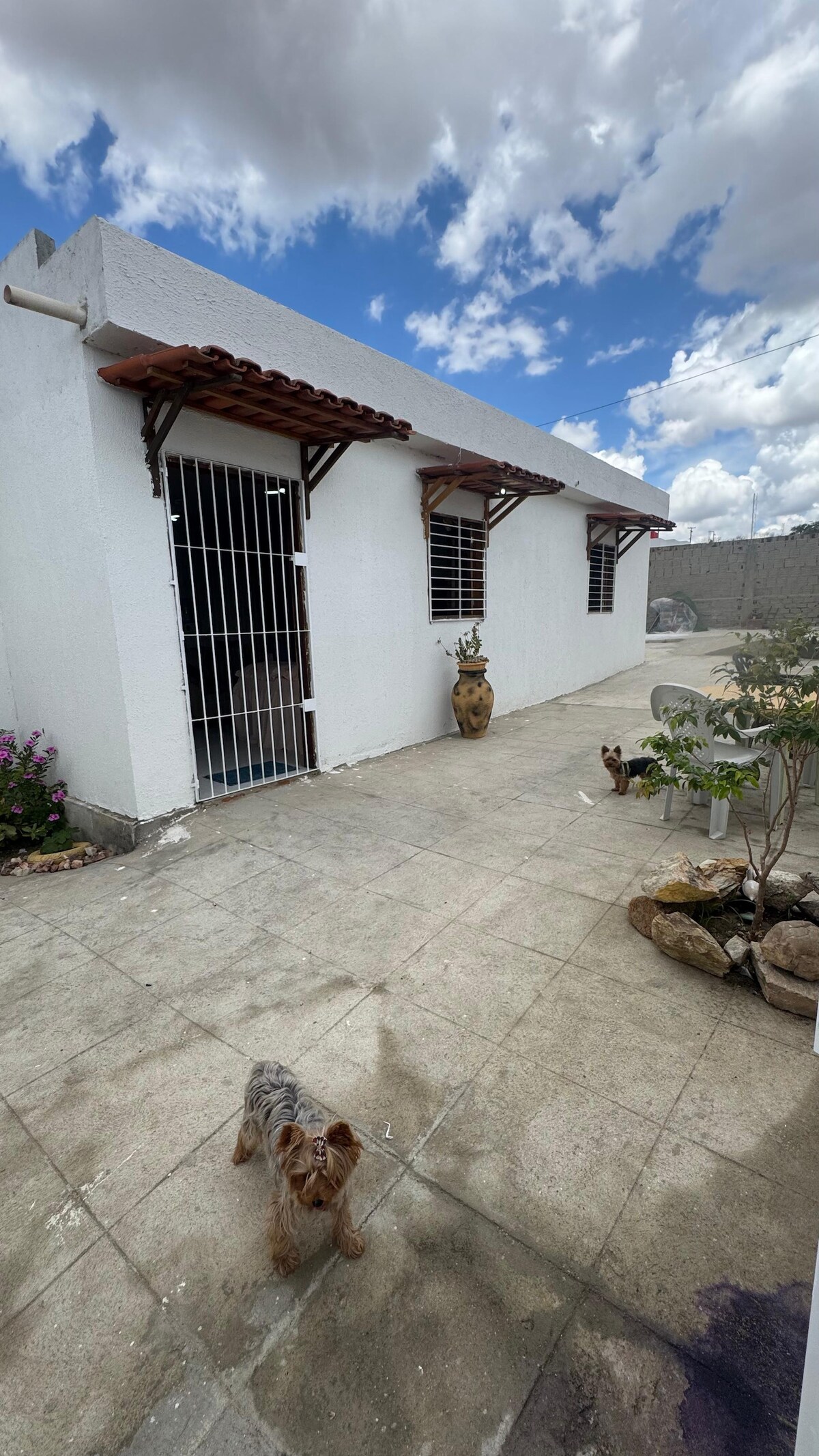 An outdoor area is visible, featuring a white, single-story structure with a terracotta roof and barred windows. Potted plants add greenery to the space. Two small dogs are seen near a stone pathway, contributing to the welcoming ambiance of the home.