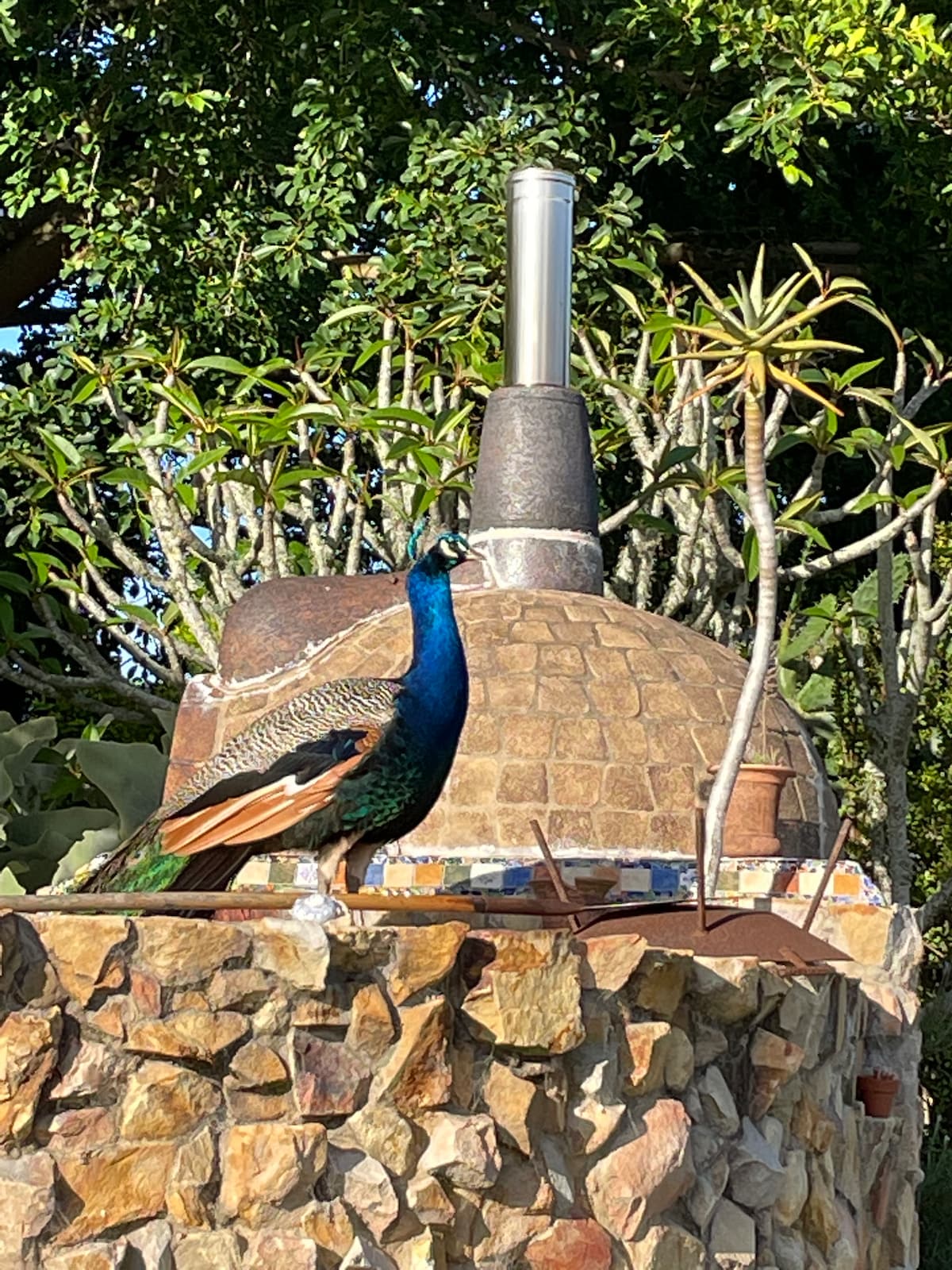 A peacock stands atop a stone oven, showcasing vibrant blue and green plumage. Surrounding foliage includes potted plants, contributing to the garden setting. The oven, with its rustic design, features a chimney and is integrated into a picturesque outdoor environment.