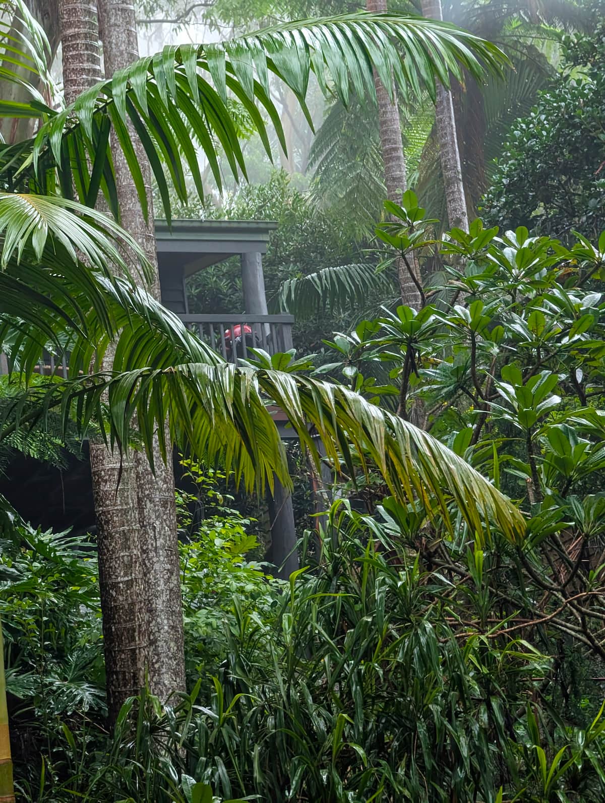 'The Palms' Treetop Escape' mid week special — photo via the host's Airbnb listing