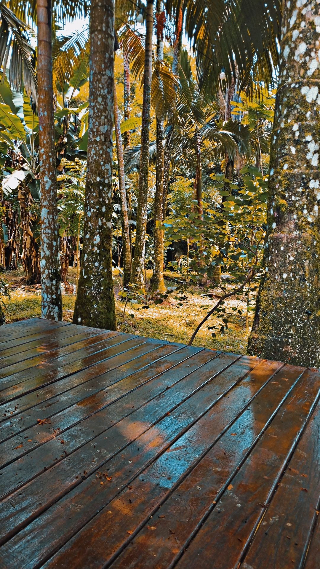 A wooden deck is visible in the foreground, showcasing polished planks reflecting sunlight. Surrounding greenery includes tall trees with lush foliage, creating a serene and natural environment. The sunlight filters through the leaves, casting gentle shadows on the ground below.