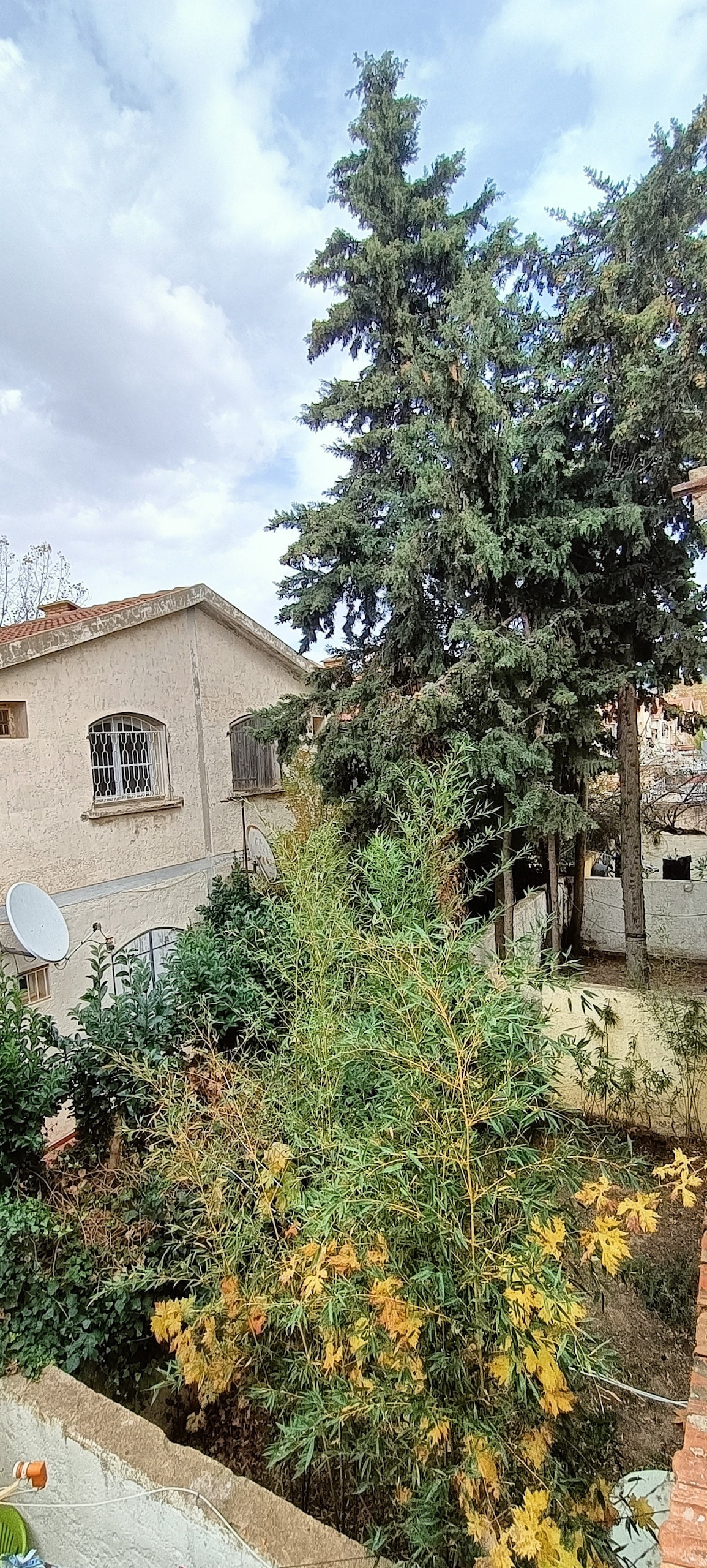 A serene outdoor space containing a mix of greenery and tall trees, with a view of the sky overhead. A small garden area features a variety of plants, while a nearby building adds to the tranquil setting.