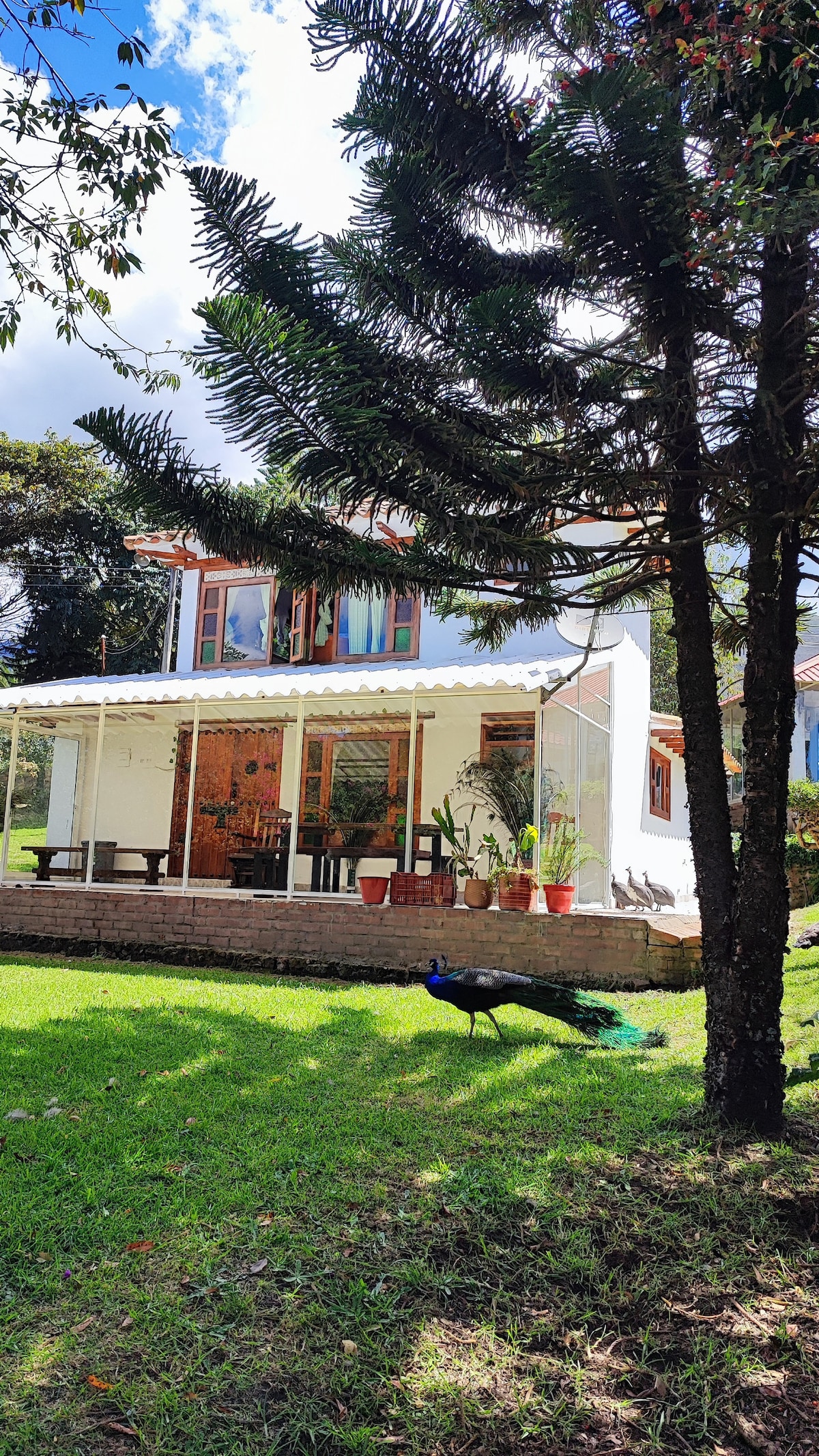 A modern house is situated amidst green grass, featuring large windows and a covered patio with several outdoor seating arrangements. A peacock can be seen wandering nearby, while tall trees provide shade. The surrounding landscape includes lush vegetation and a clear blue sky.