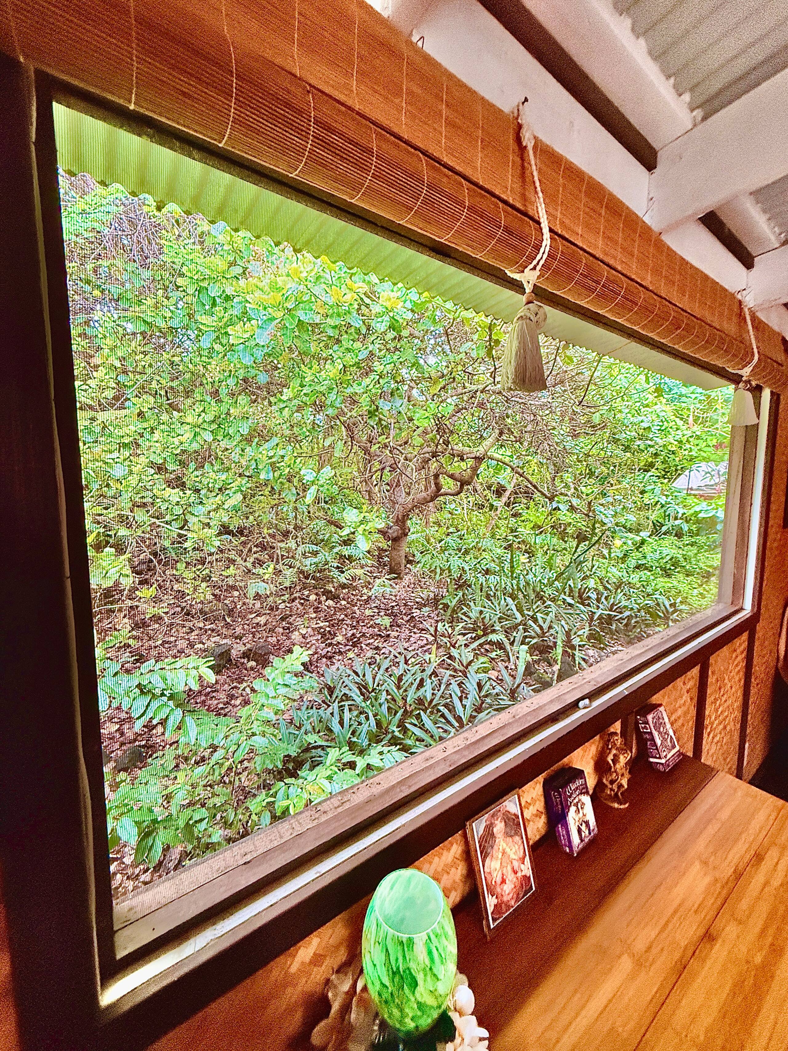 Jungle eco-suite for nature lover, oceanview deck - Photo 4