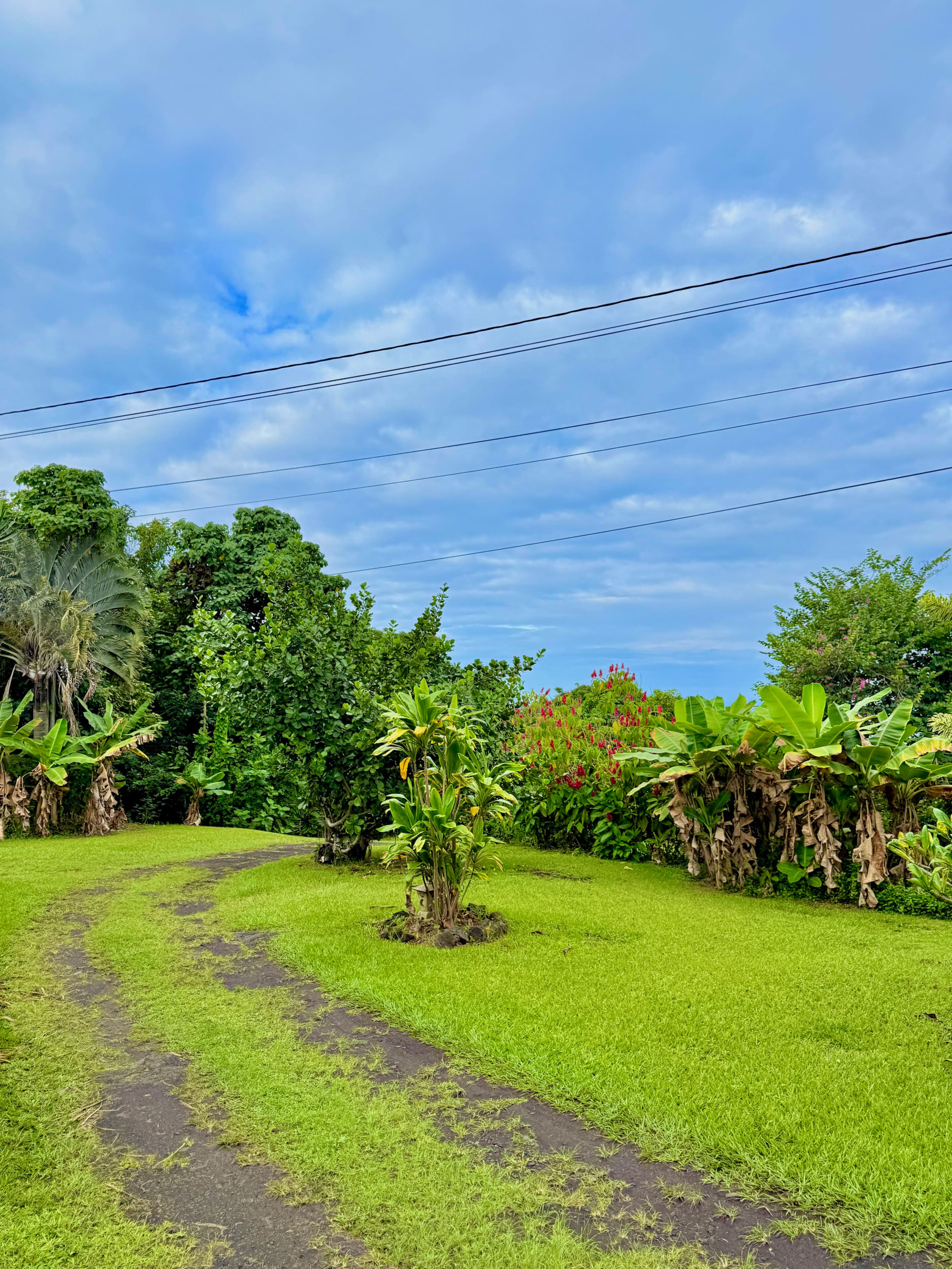 Jungle eco-suite for nature lover, oceanview deck - Photo 27