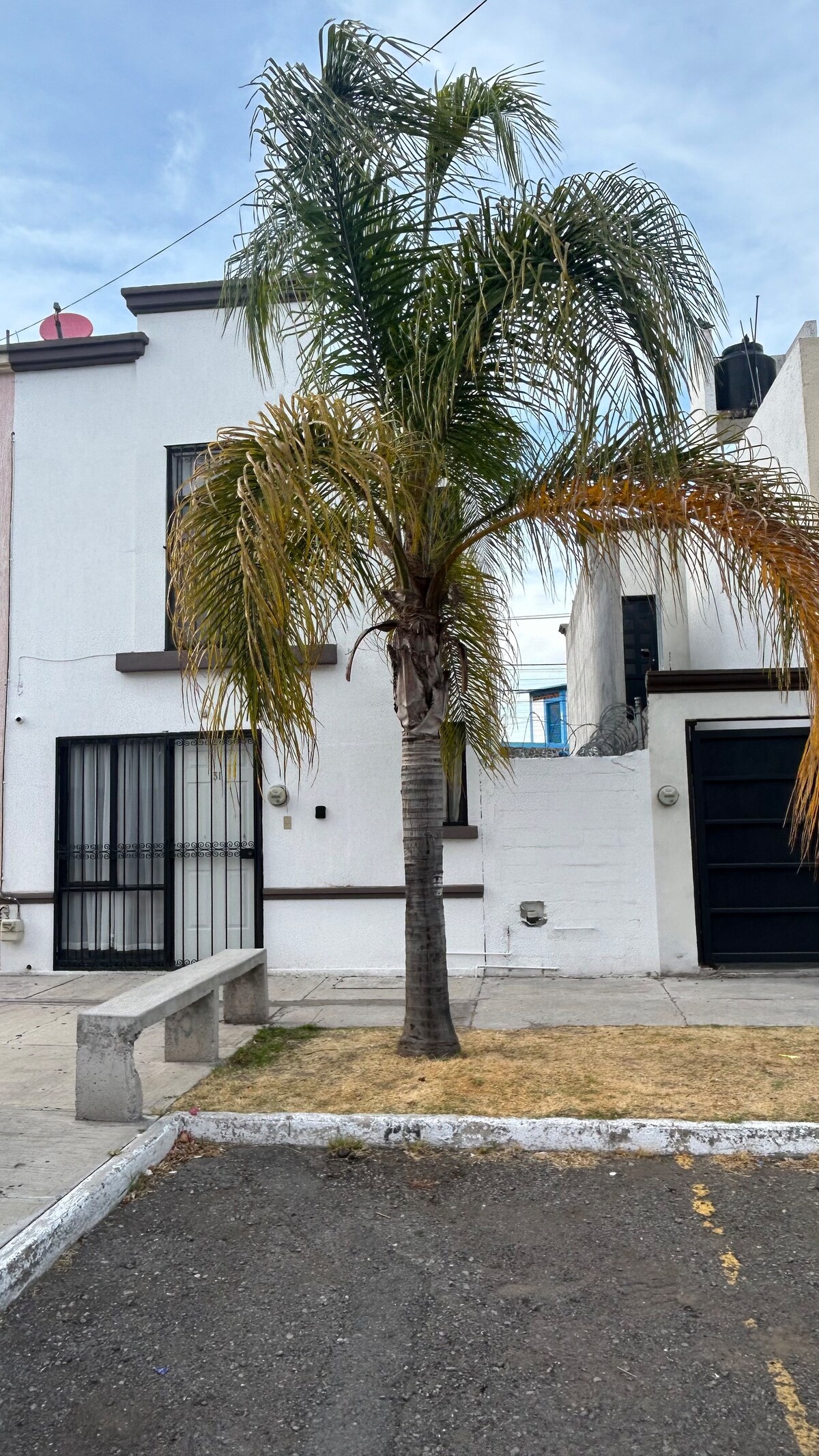 A palm tree is centered in the foreground, with a low wall and paved ground visible. A two-story building is positioned behind the tree, featuring large black-framed windows and a contrasting white facade. The scene is set under a partially cloudy sky.