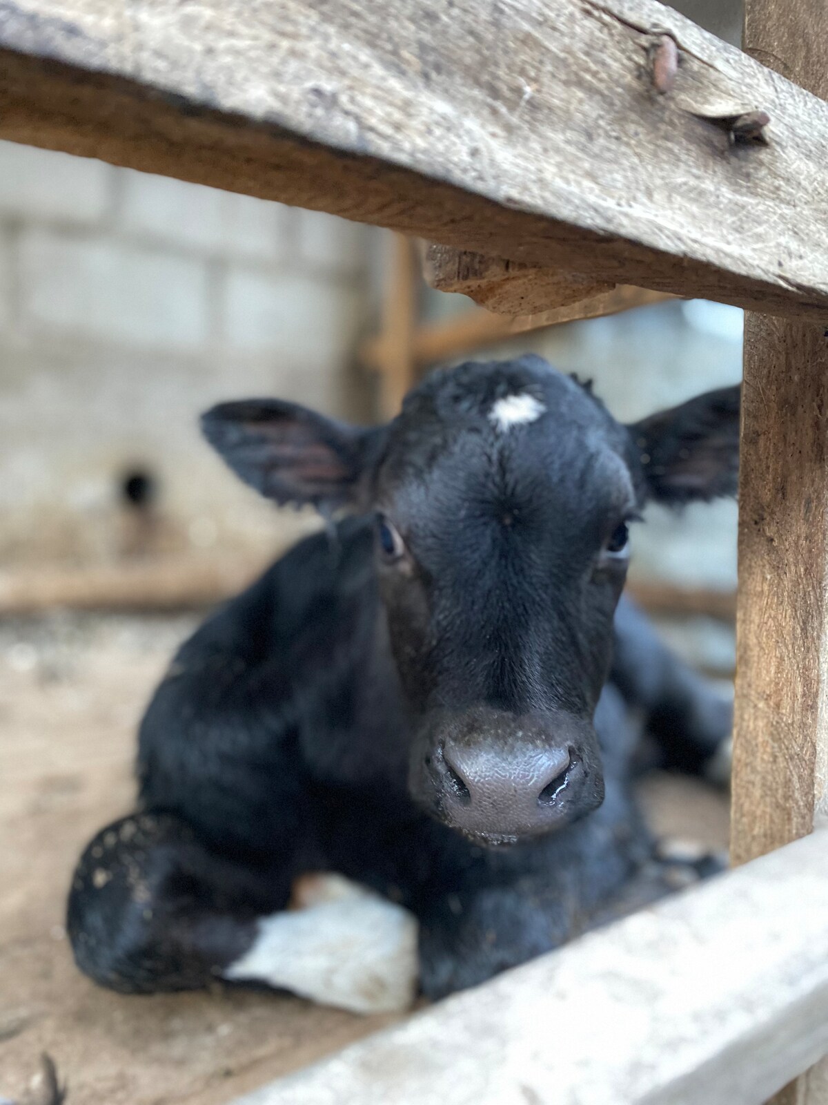 A young calf is seen resting on the ground, partially framed by wooden posts. Its dark coat is complemented by a distinctive white mark on its forehead. The surrounding area appears rustic, with a simple, earthy texture and a soft, natural light illuminating the scene.