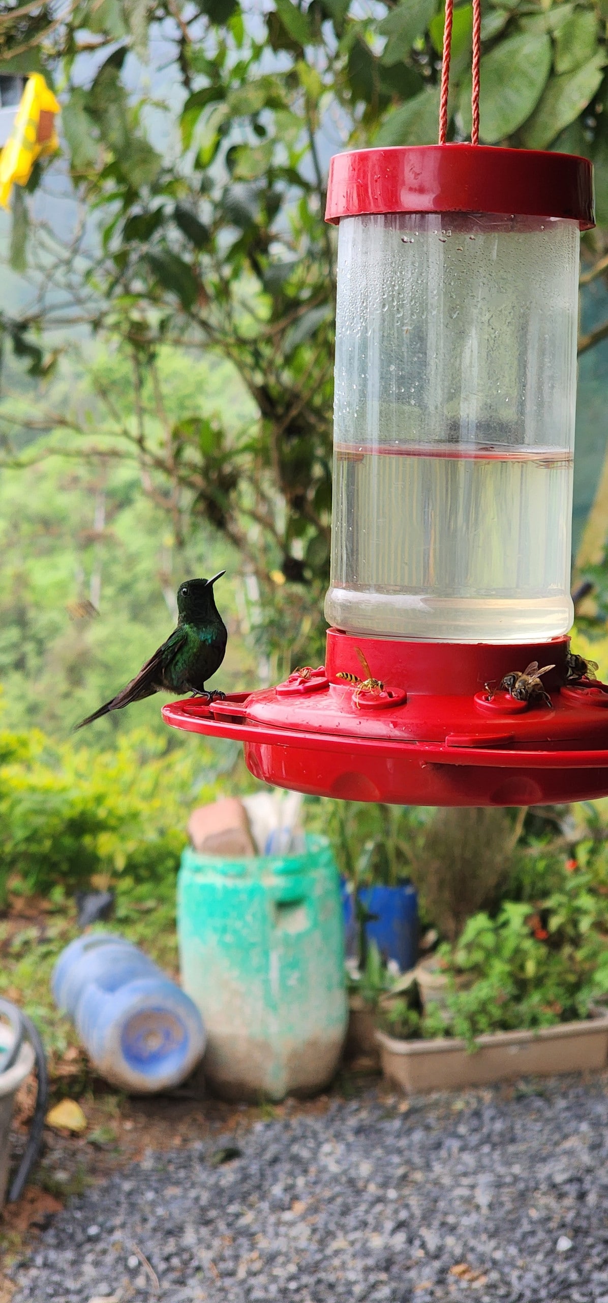 A hummingbird is perched on a vibrant red feeder, which contains clear water. Lush greenery and a blurred background are visible, suggesting a natural setting rich in flora. The base of the feeder is adorned with small feeding ports, showcasing a welcoming environment for local wildlife.