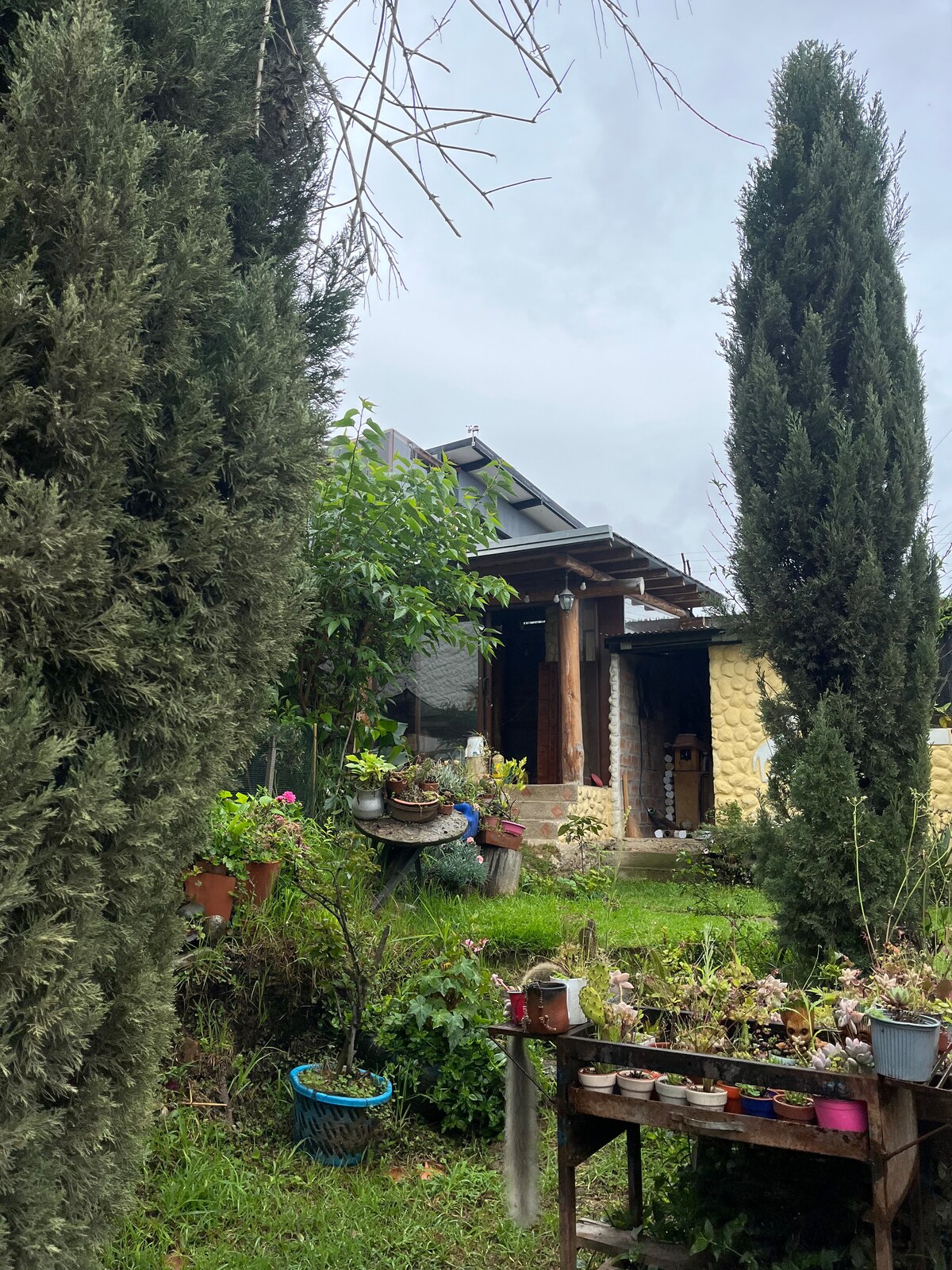 The exterior of a charming house is framed by tall cypress trees and lush greenery. Flower pots are arranged on a table in the foreground, while the structure features wooden beams and a covered entryway, offering a glimpse of the inviting interior.