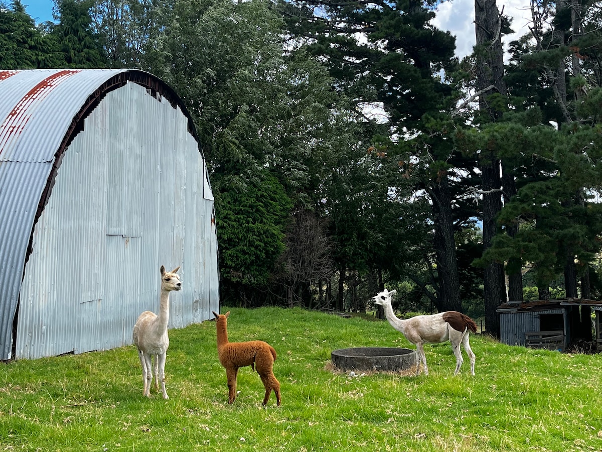 Two friendly llamas are seen on a grassy area, accompanied by an alpaca. A rustic metal barn stands in the background, surrounded by tall trees. The animals are relaxed, providing a serene farm atmosphere.