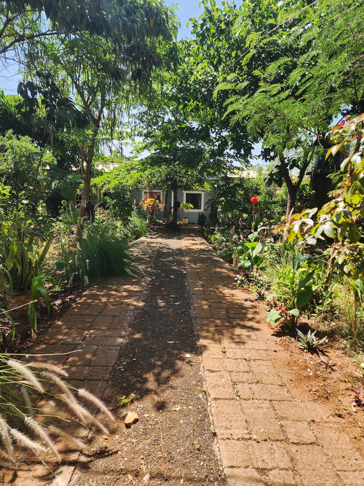 A garden path meanders through lush greenery, with various plants lining both sides. Sunshine filters through the canopy of trees, casting dappled light on the stone path leading to a welcoming house in the distance.