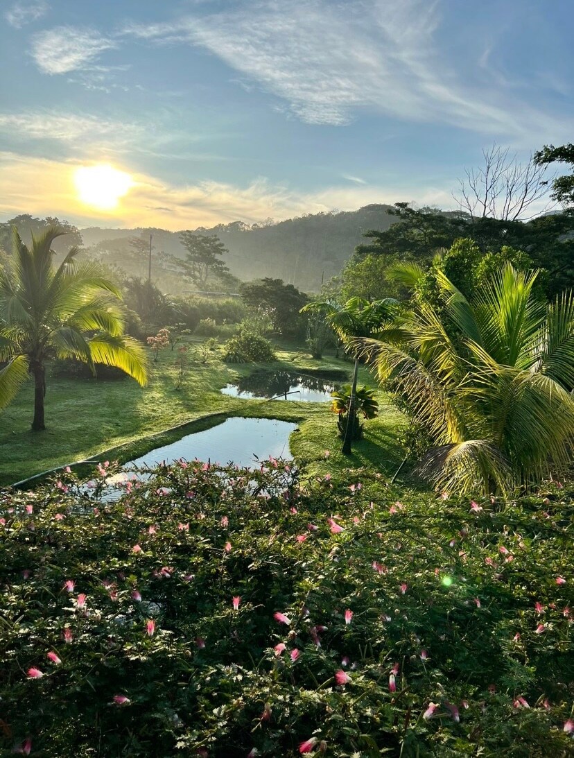 A serene landscape showcases lush greenery with palm trees and vibrant flowers in the foreground. Reflective ponds are visible, framed by gentle hills under a clear sky. The scene evolves with the soft glow of sunrise, casting a warm light across the tranquil setting.