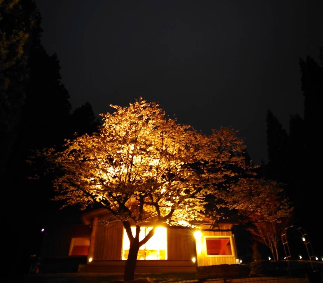 A warm glow emanates from the windows of the wooden cabin, surrounded by softly illuminated cherry blossom trees. The tranquil evening scene reflects a serene ambiance, with shadows cast by the surrounding landscape, highlighting the natural beauty of the setting.