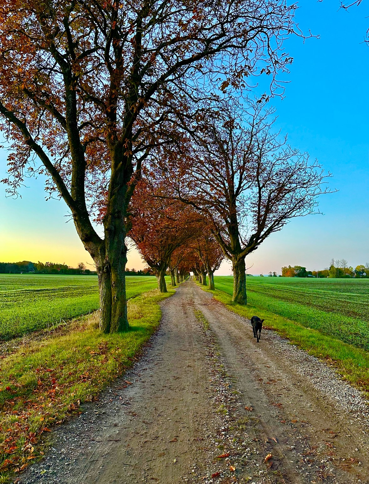A shaded pathway lined with bare trees showcases the transition of seasons. The path, composed of dirt and gravel, leads through vibrant green fields. A black dog is seen walking alongside, adding a sense of tranquility to the rural landscape.