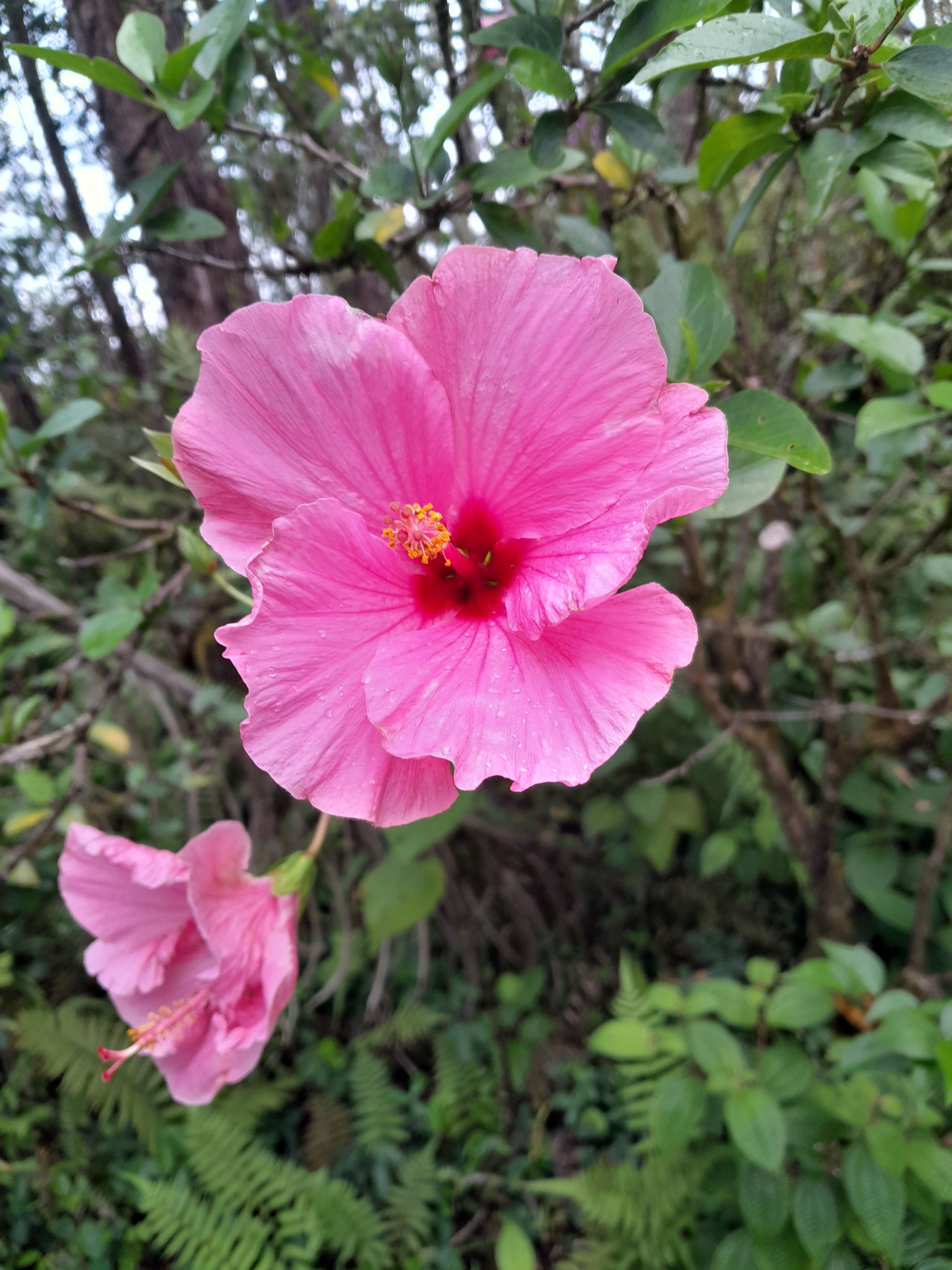 Cabin in Pahoa · ★5.0 · 1 bedroom · 1 bed · 1 private bath - Image 25