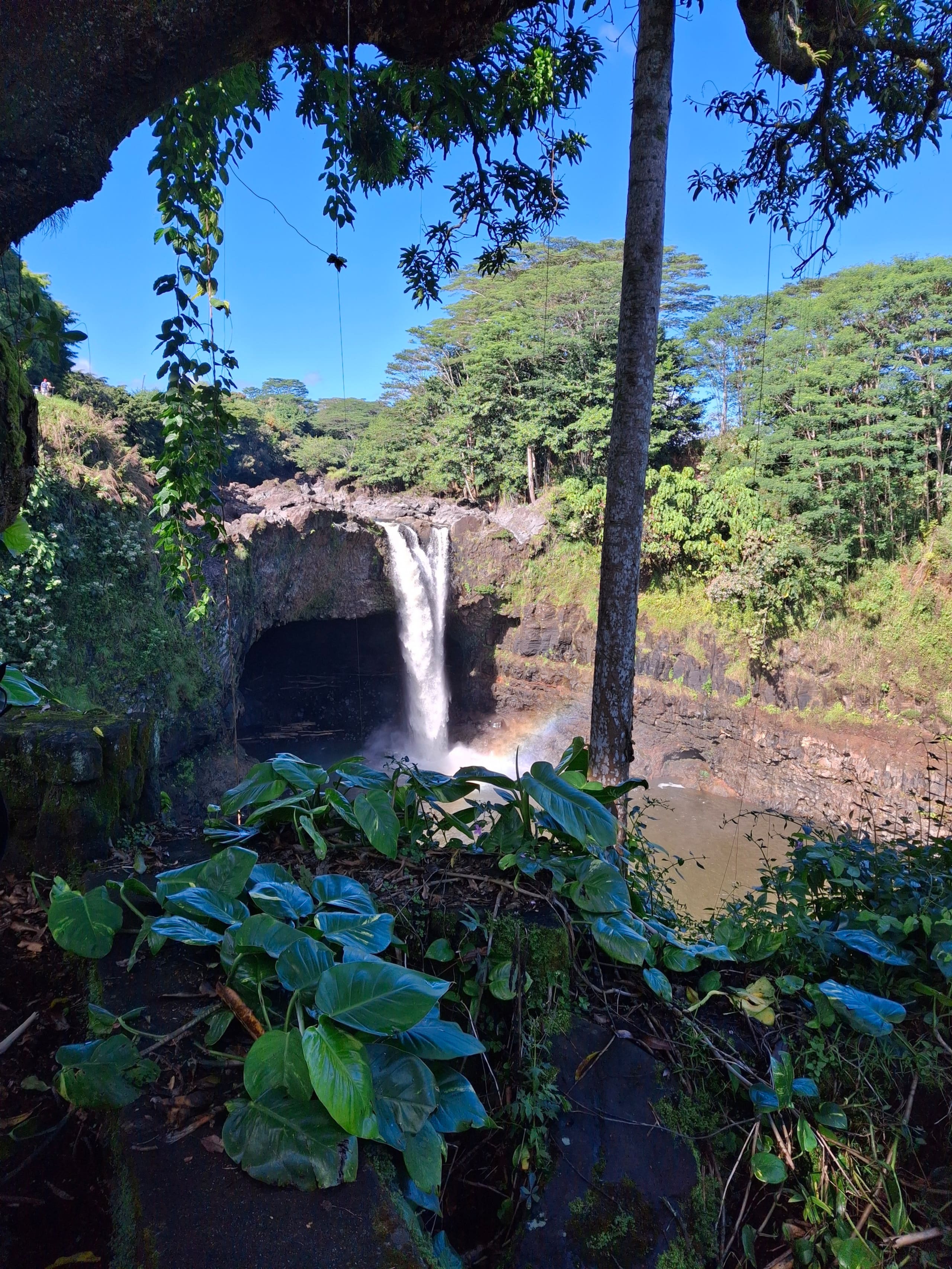 Cabin in Pahoa · ★5.0 · 1 bedroom · 1 bed · 1 private bath - Image 18