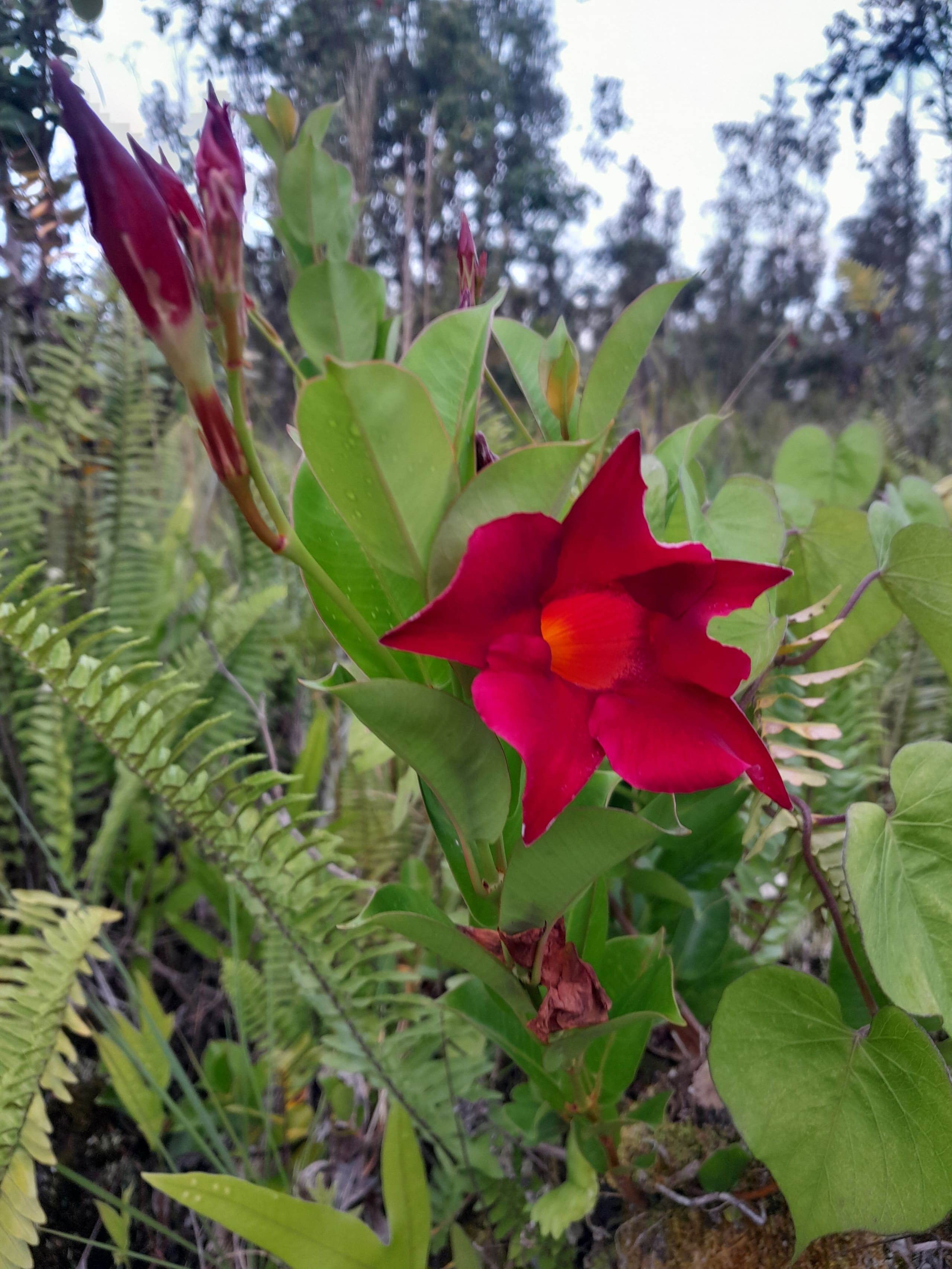 Cabin in Pahoa · ★5.0 · 1 bedroom · 1 bed · 1 private bath - Image 24