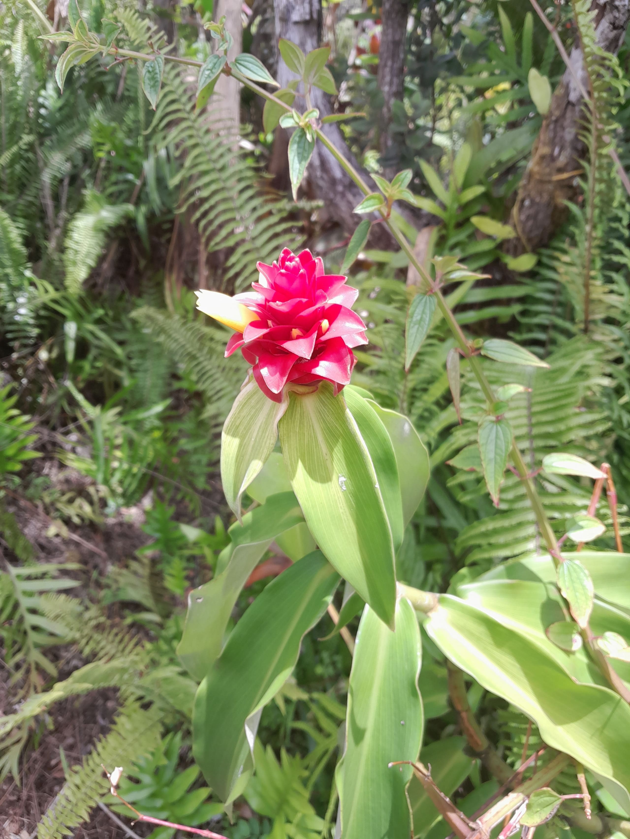 Cabin in Pahoa · ★5.0 · 1 bedroom · 1 bed · 1 private bath - Image 22