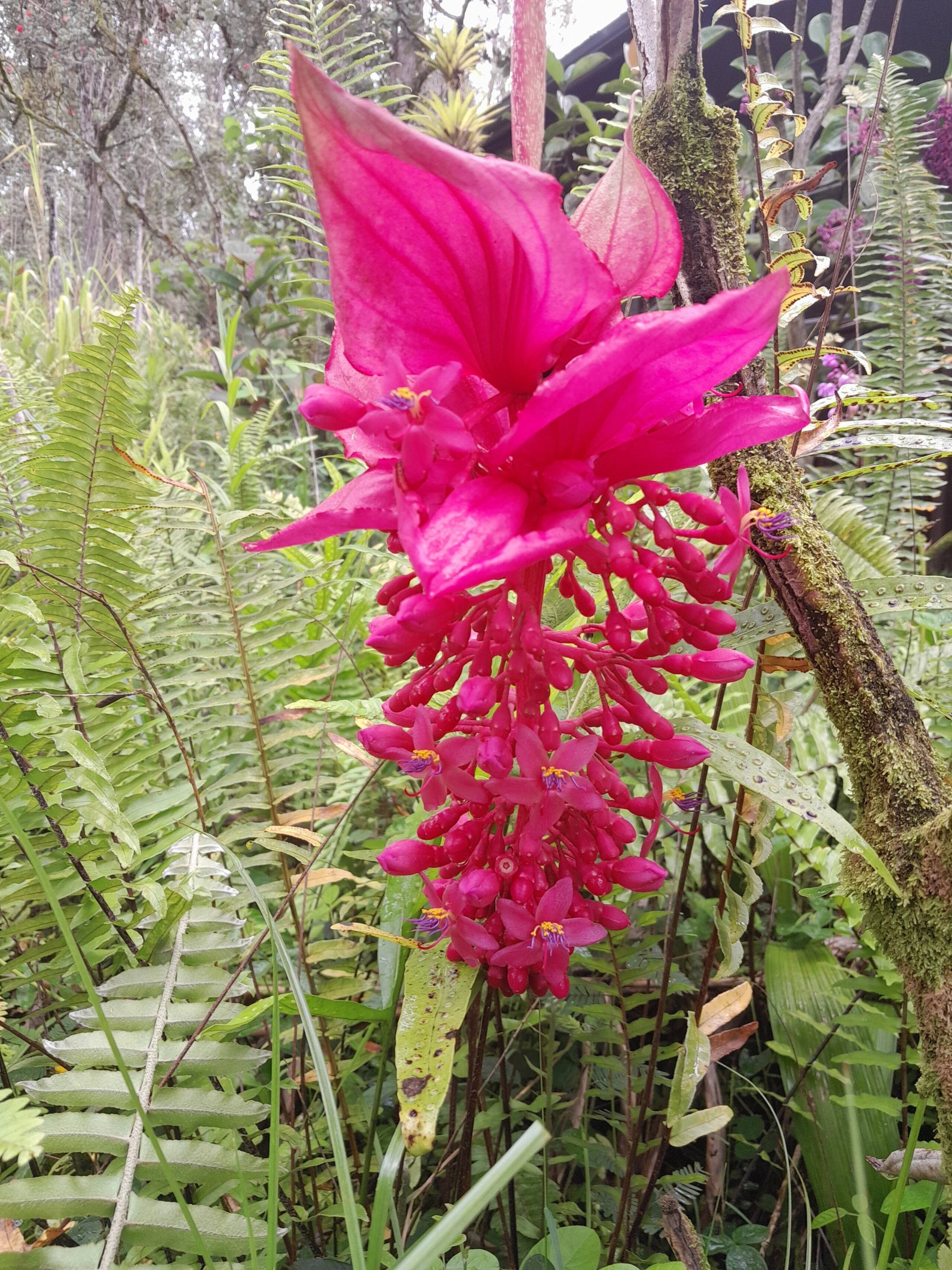 Cabin in Pahoa · ★5.0 · 1 bedroom · 1 bed · 1 private bath - Image 28