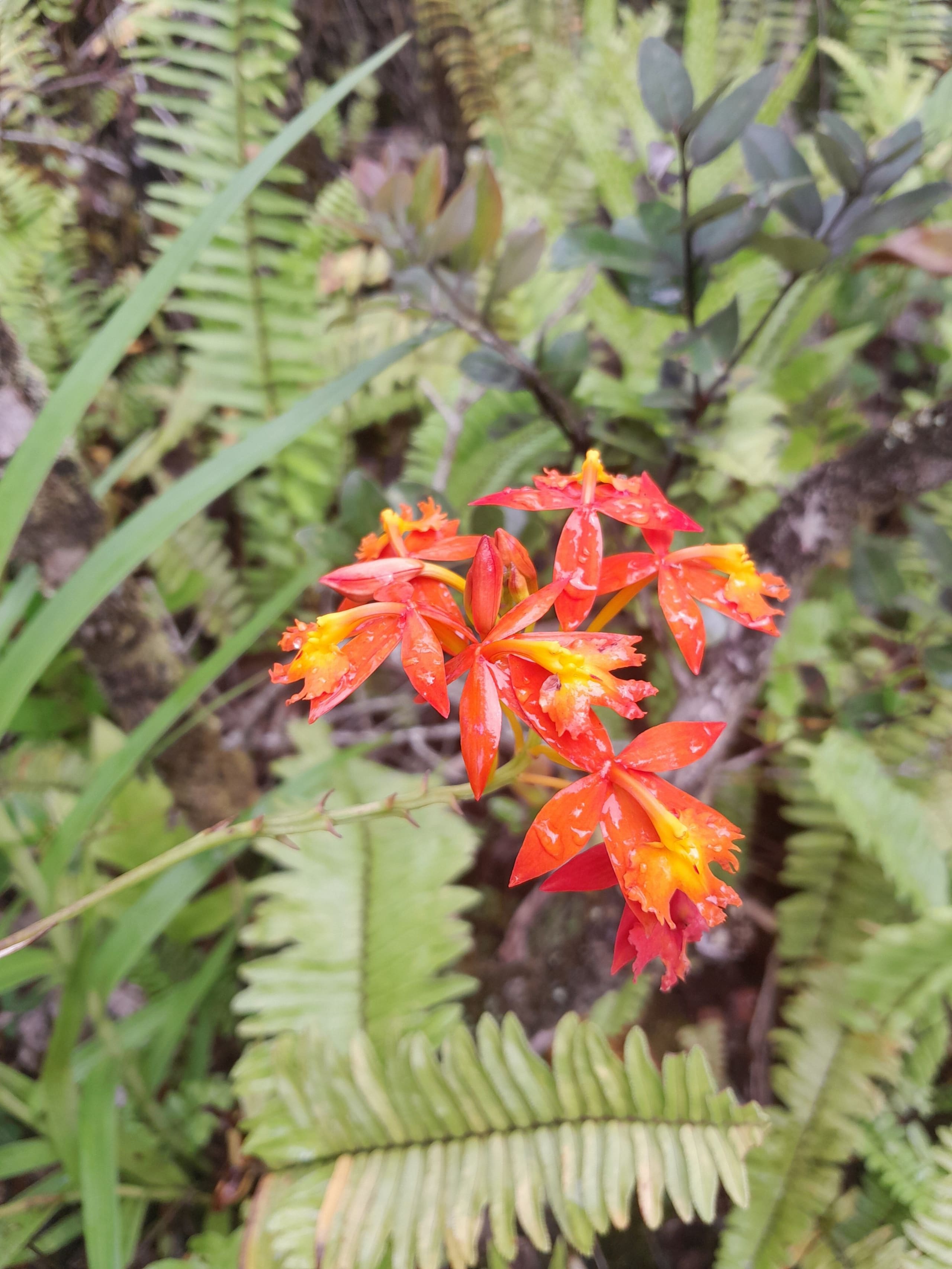 Cabin in Pahoa · ★5.0 · 1 bedroom · 1 bed · 1 private bath - Image 30