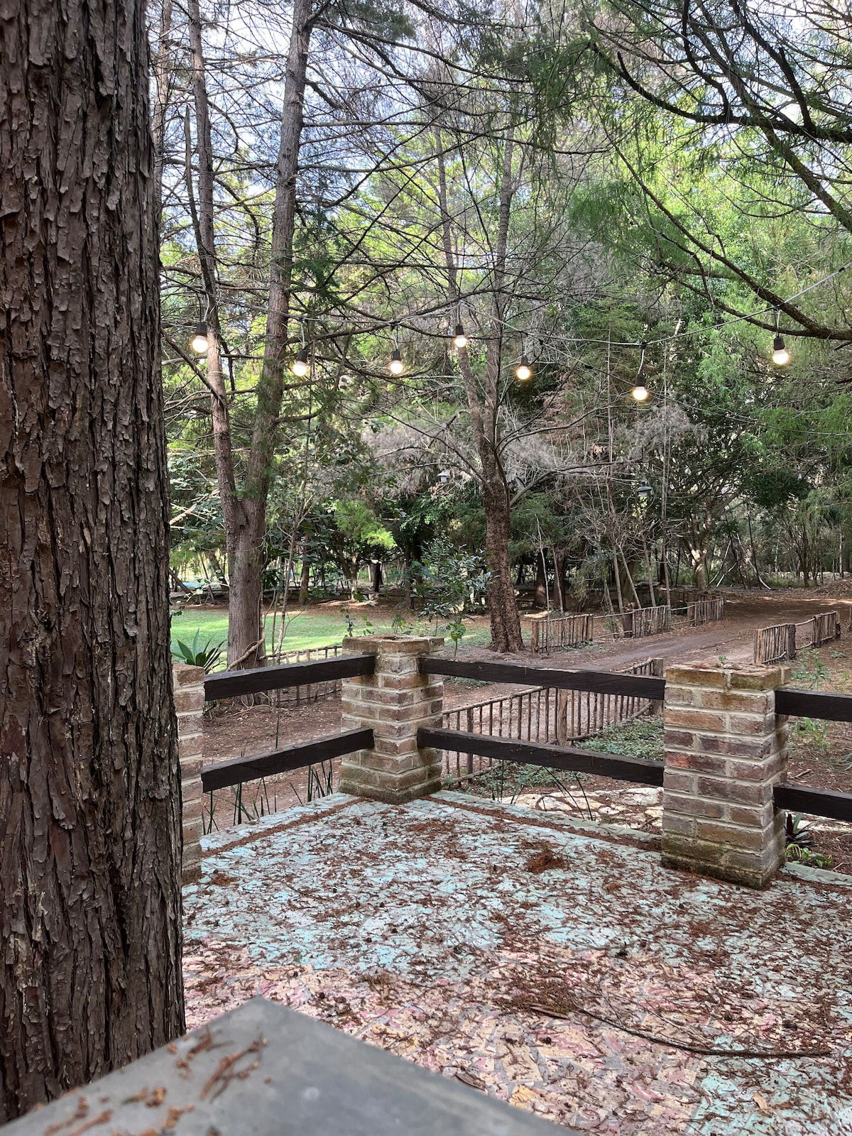 A wooden deck area is seen, featuring old leaves scattered on the surface. Strung lights are gently illuminated above, enhancing the natural setting. Surrounding trees provide a lush backdrop, while a grassy area is visible further into the landscape, suggesting a peaceful outdoor environment.