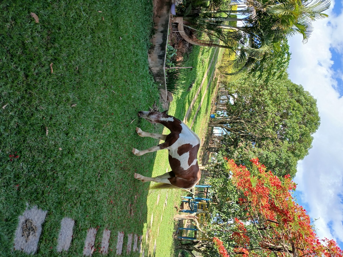 A brown and white cow grazes on lush green grass within a natural setting. Tropical trees provide shade in the background, complemented by vibrant red foliage. Gentle rolling hills are visible in the distance, creating a serene outdoor atmosphere.