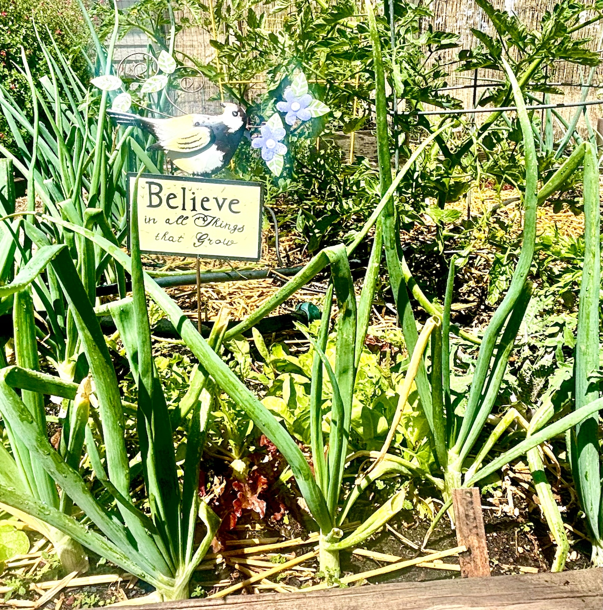Believe in all things that grow. We are trying to be sustainable, organic, non toxic and encourage beneficial insects and pollination. at Panoramic View Campsite – bring your own t