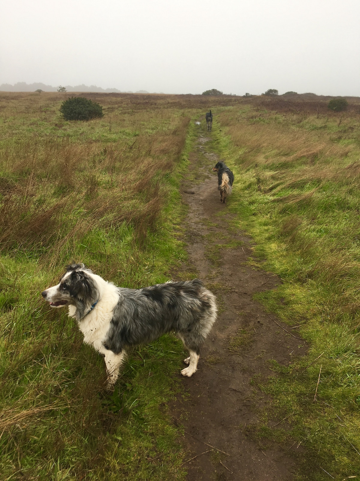 Many off leash trails in the county! Like this one at Wild Diamond Vineyard. at Panoramic View Campsite – bring your own tent or small camper in Hidden Valley Lake