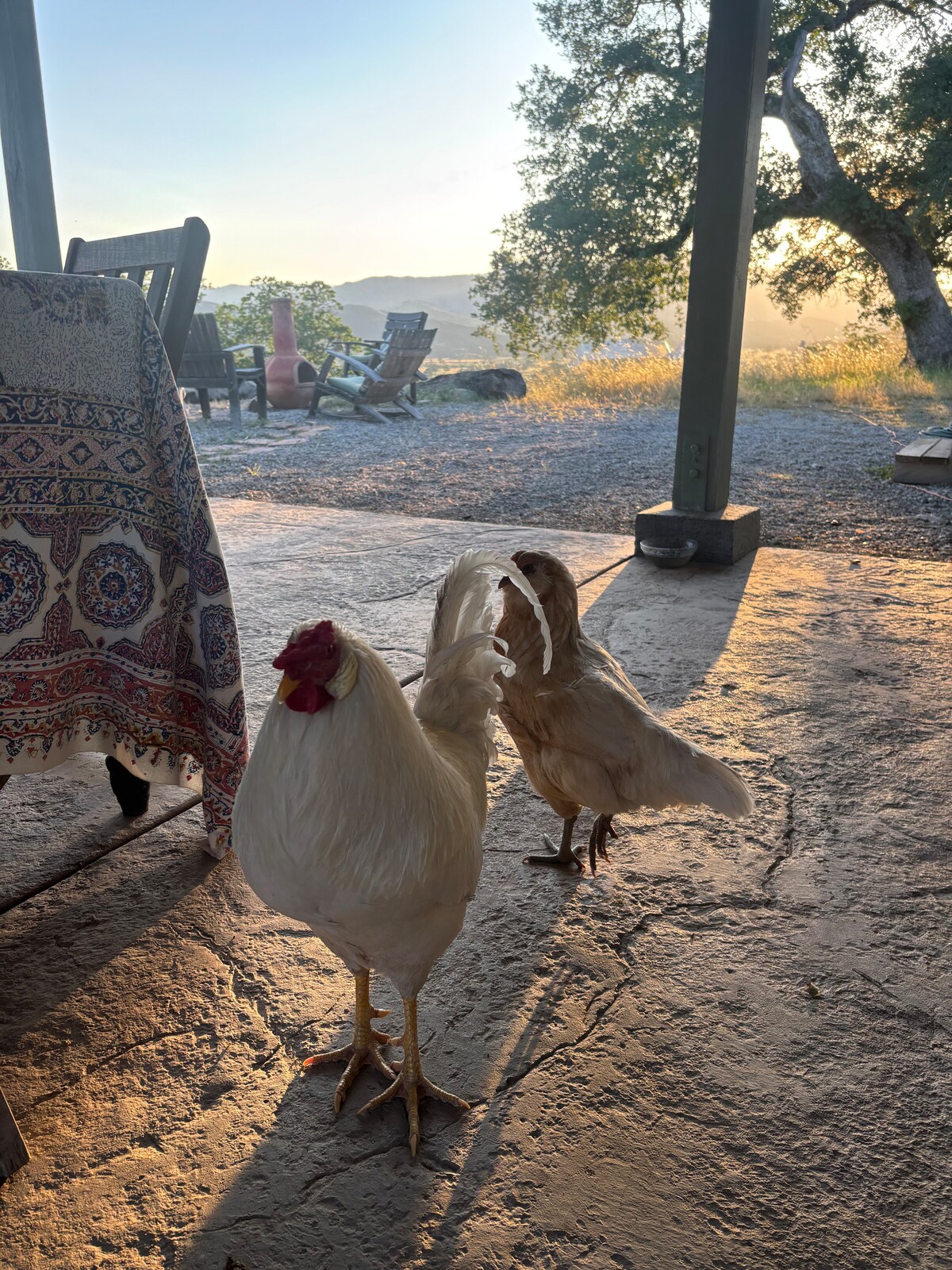 The chickens are curious at Panoramic View Campsite – bring your own tent or small camper in Hidden Valley Lake