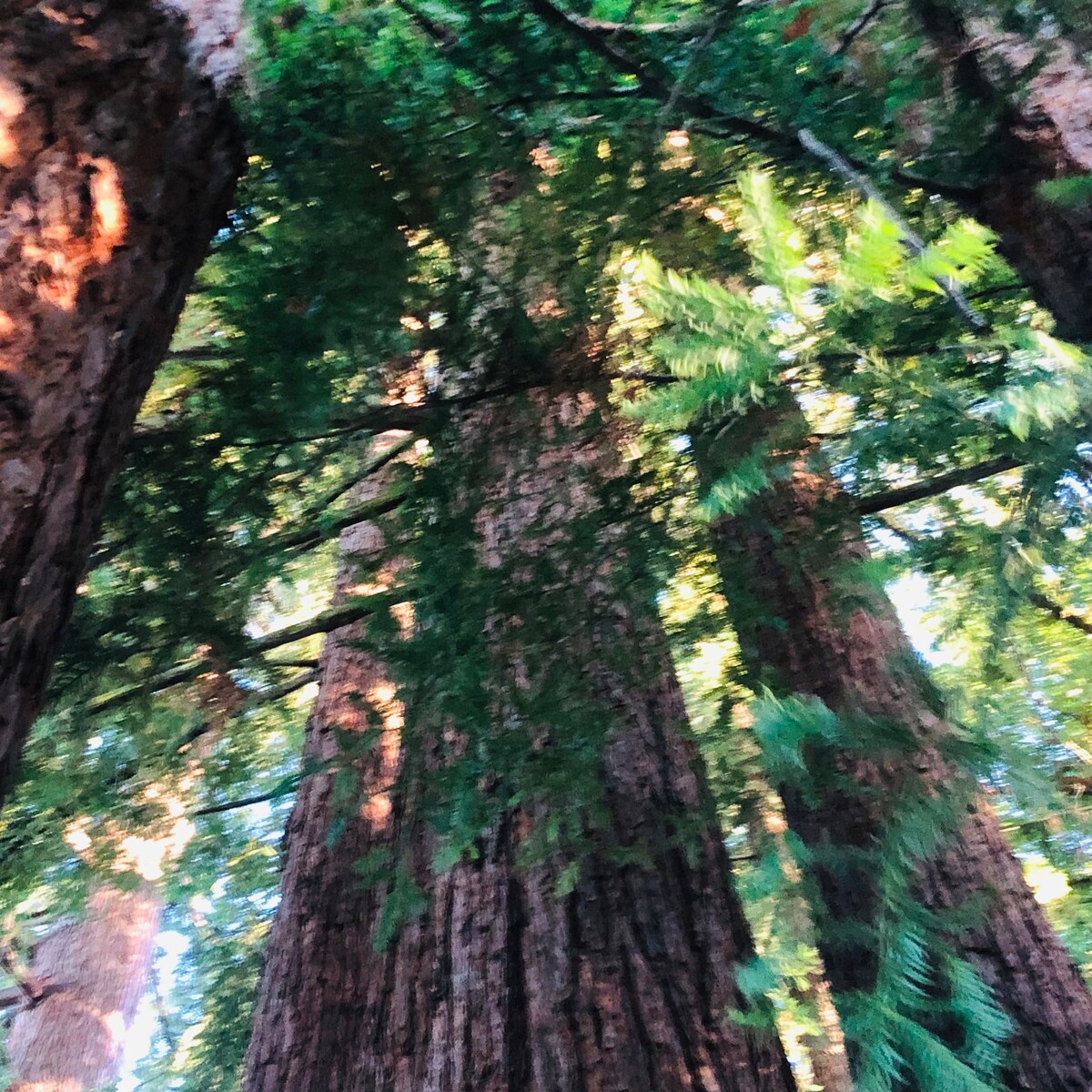 Drive through the Russian River and Anderson redwood state park on the way back to San Francisco to see a lush ecosystem, very different! at Panoramic View Campsite – bring your ow
