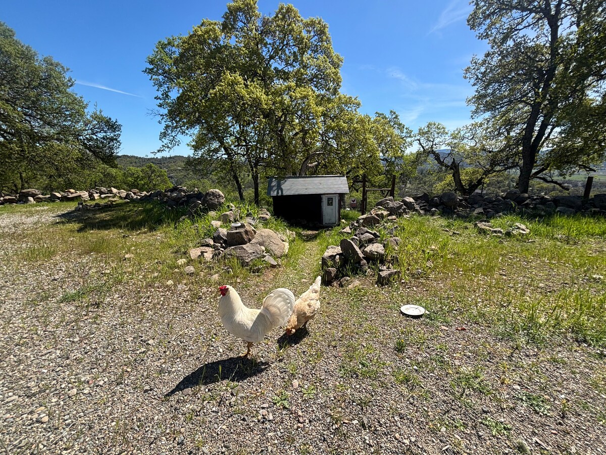 Free range adorable chickens. Just beyond. Your dog must be restrained around the chickens. There are pet accessible areas on our large 5 acre property just not near the chickens. 