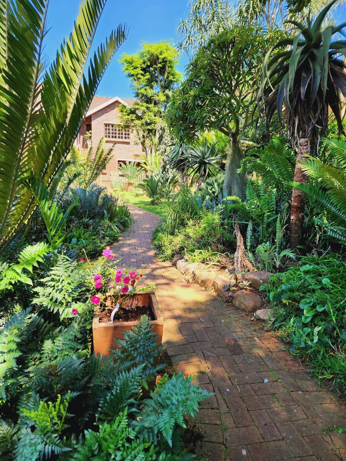 A winding brick path is surrounded by lush greenery and tropical plants, leading to a charming brick house partially hidden among the foliage. Bright pink flowers are visible in a terracotta planter along the path, contributing to the natural scene.