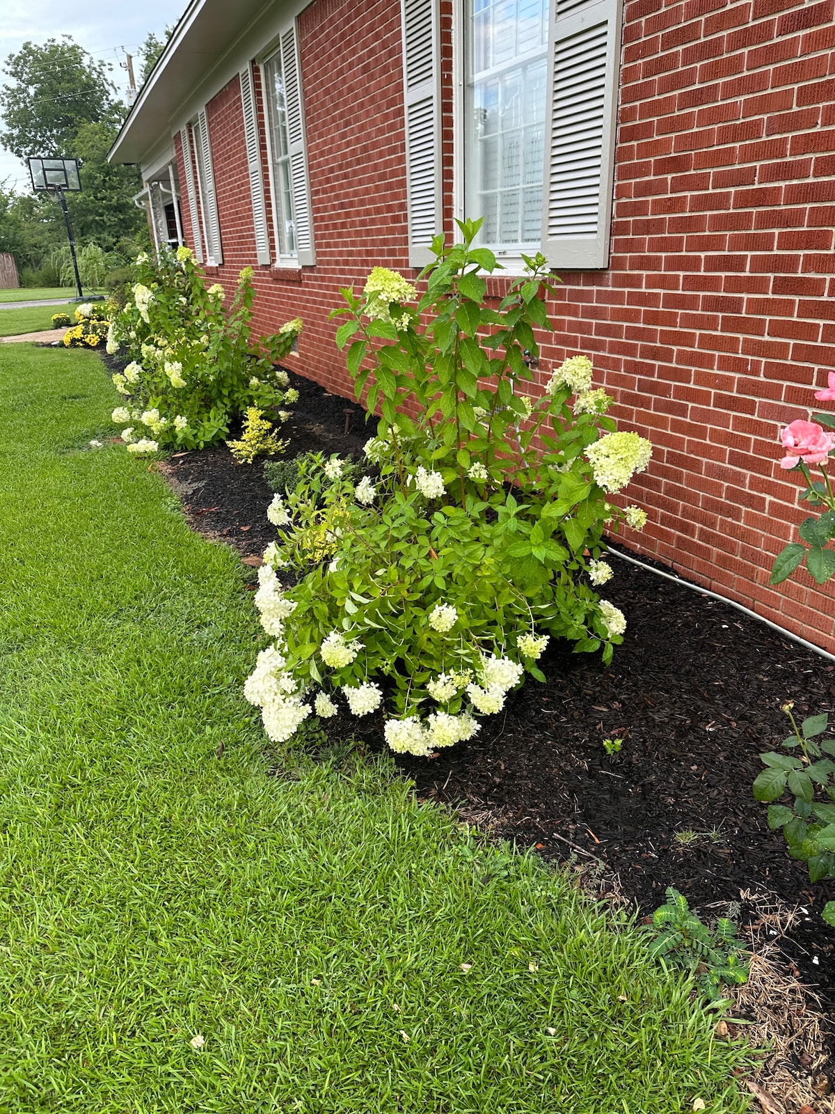 A neatly landscaped area showcases well-maintained green grass and flower beds along a red brick exterior. White flowering plants are positioned in the mulch, contributing to the vibrant garden, while a basketball hoop is visible in the distance.