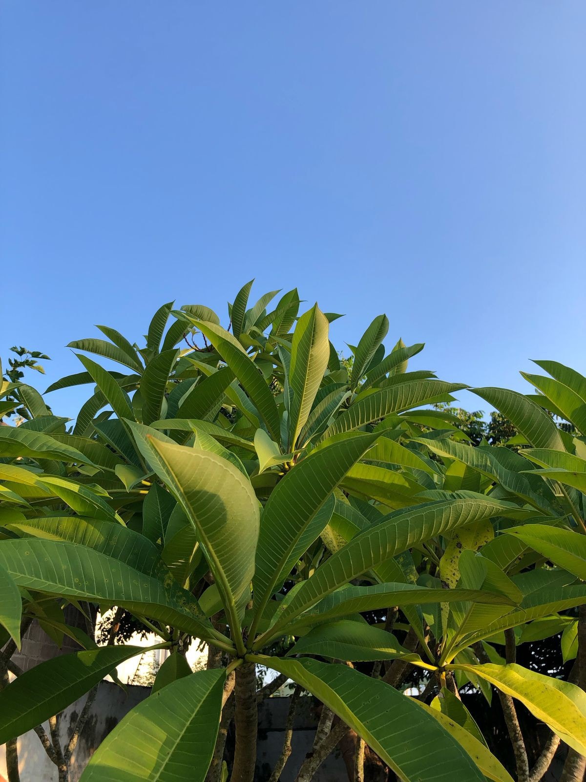 Lush green leaves of a tropical tree are depicted under a clear blue sky. The foliage displays a variety of shades, showcasing vibrant greenery. The image conveys a sense of natural tranquility in the outdoor surroundings.