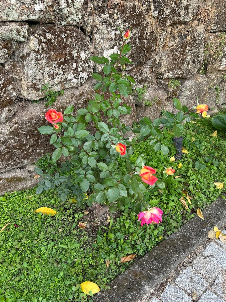 Cozy Flat In Historical Estate - Covilhã