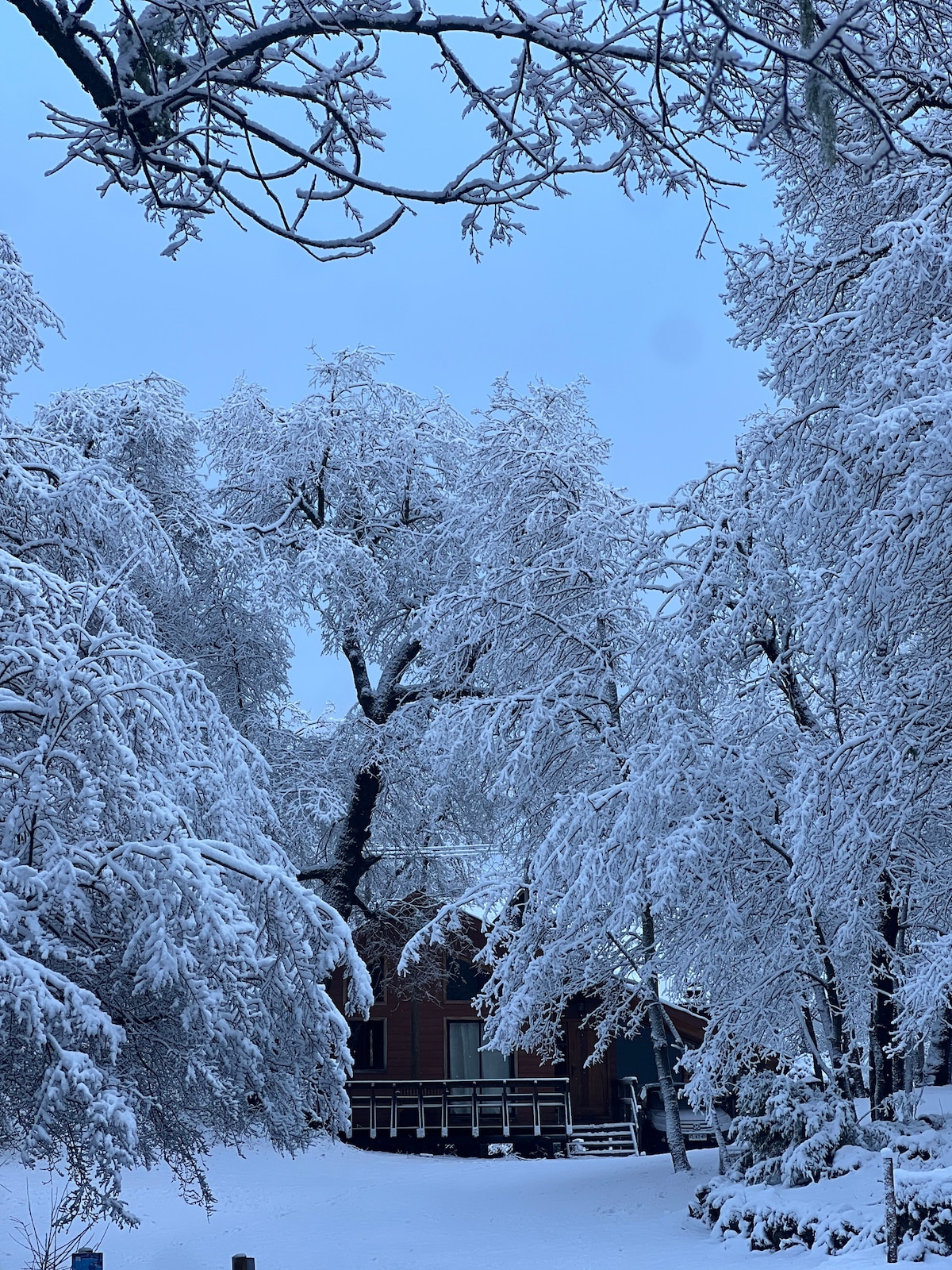 A serene winter landscape is displayed, featuring trees heavily coated with snow. A cozy wooden structure is partially visible in the background, surrounded by the winter scenery. The soft blue sky adds a calm atmosphere to the wintry scene.