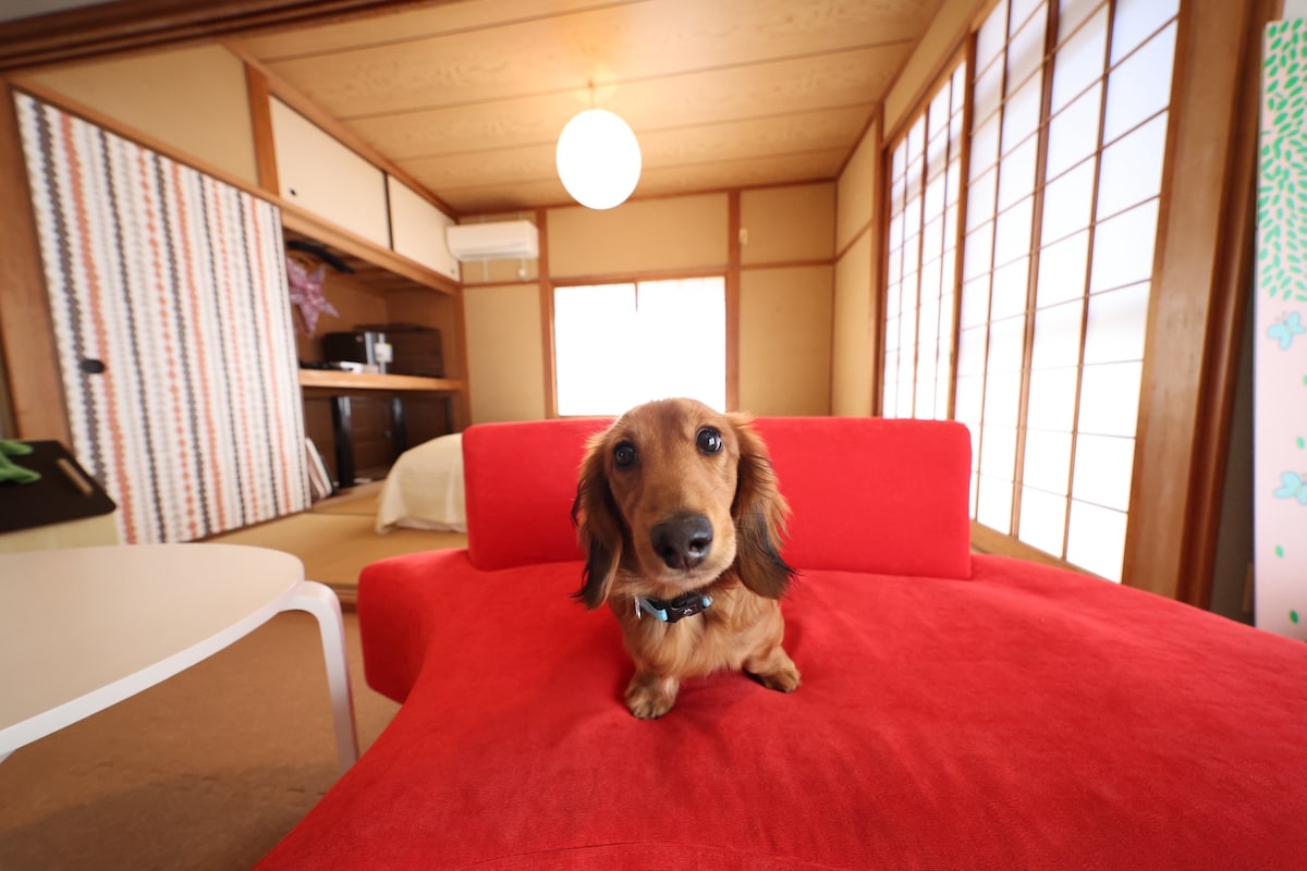 A bright living space features a red couch with a small dog sitting comfortably on it. Light filters through the sliding doors, illuminating the room's wooden details and tatami flooring. The area has a welcoming atmosphere, suitable for both guests and their pets.