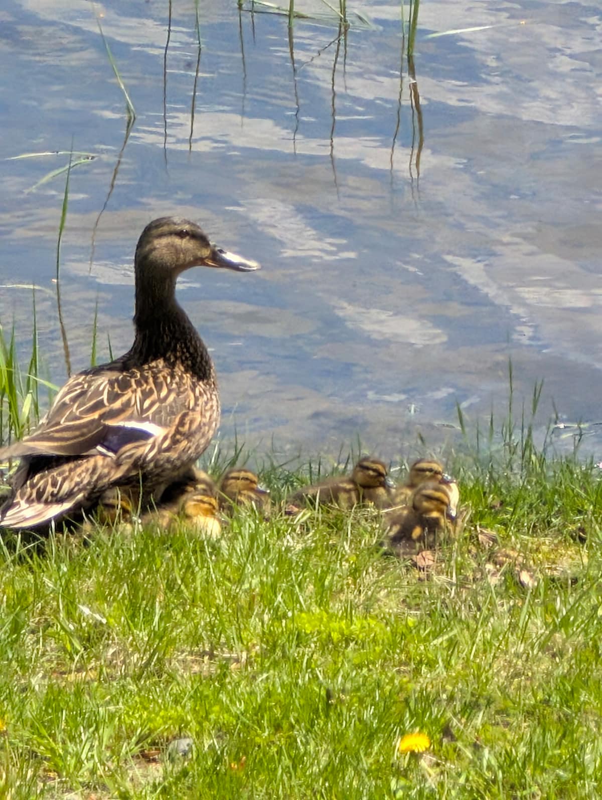 A mother duck stands on the grassy bank beside a calm lake, surrounded by several ducklings. The scene captures the duck's brown and black patterned feathers, while the ducklings exhibit soft yellow and brown plumage. Reflections of greenery shimmer on the water's surface.