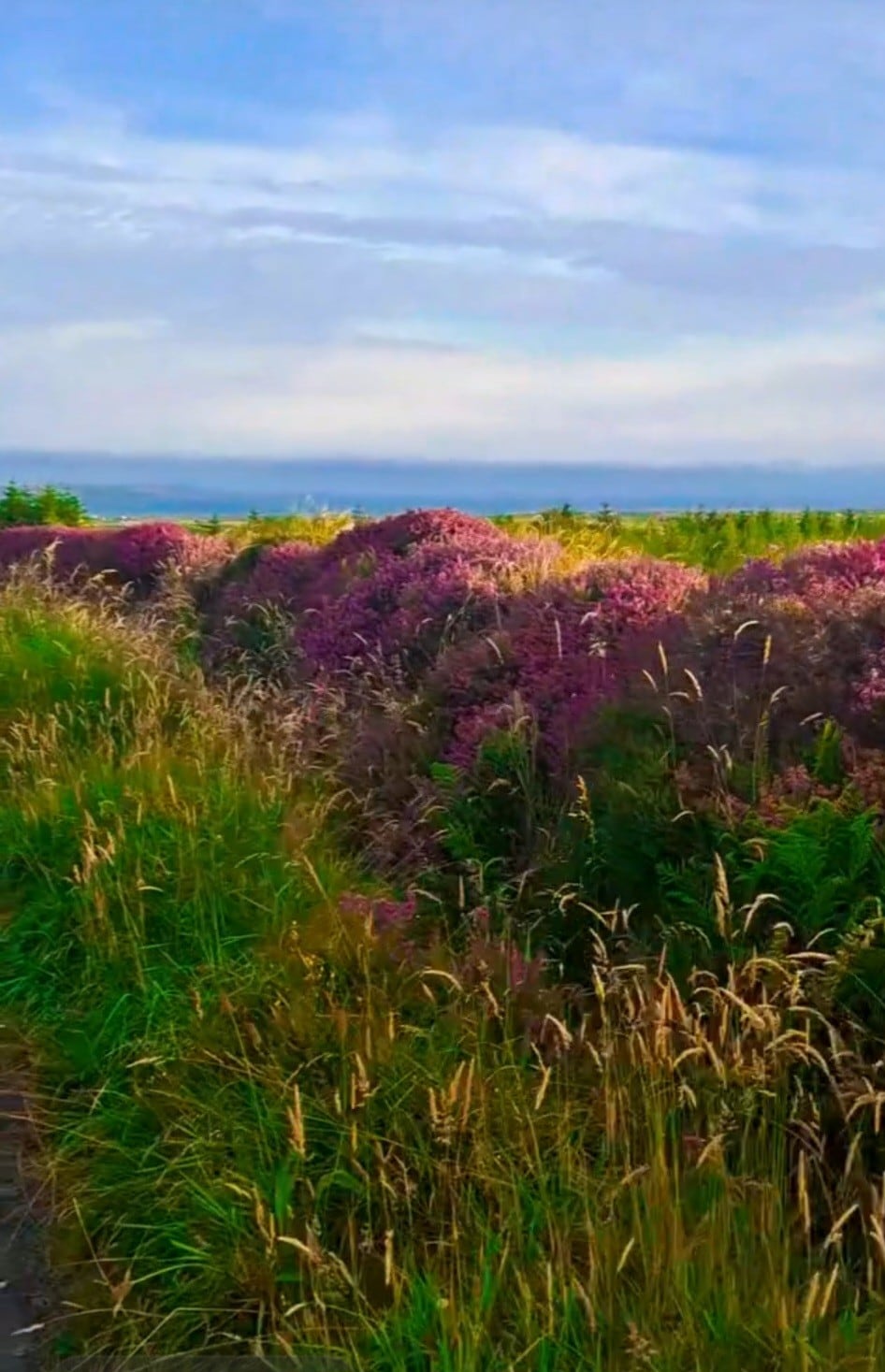 A natural landscape is presented, featuring vibrant purple and green foliage along a grassy path. Tall grasses sway in the foreground, while a gentle view of rolling hills and the sky can be seen in the background, enhancing the serene environment.