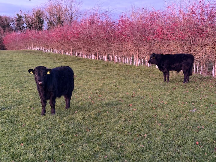 Cattle at Ingleby Farm