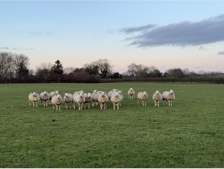 Sheep grazing at Ingleby Farm